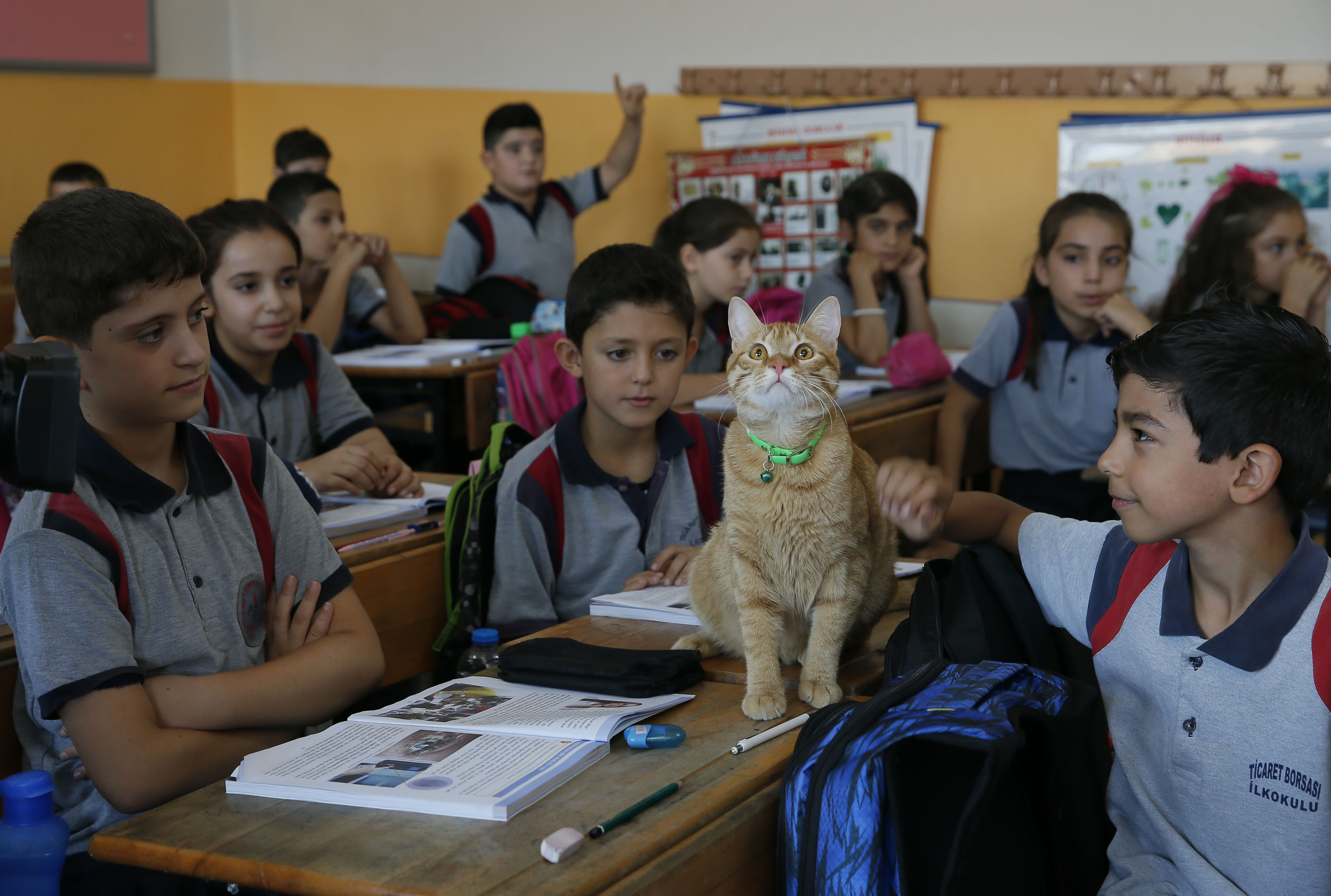 20180924_2_32524075_37508544