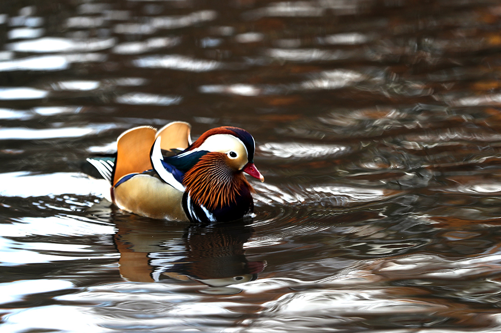 ANADOLIJA/Atılgan Özdil