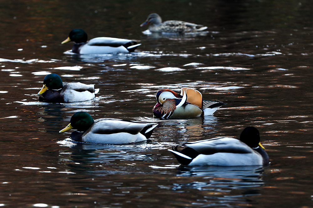 ANADOLIJA/Atılgan Özdil