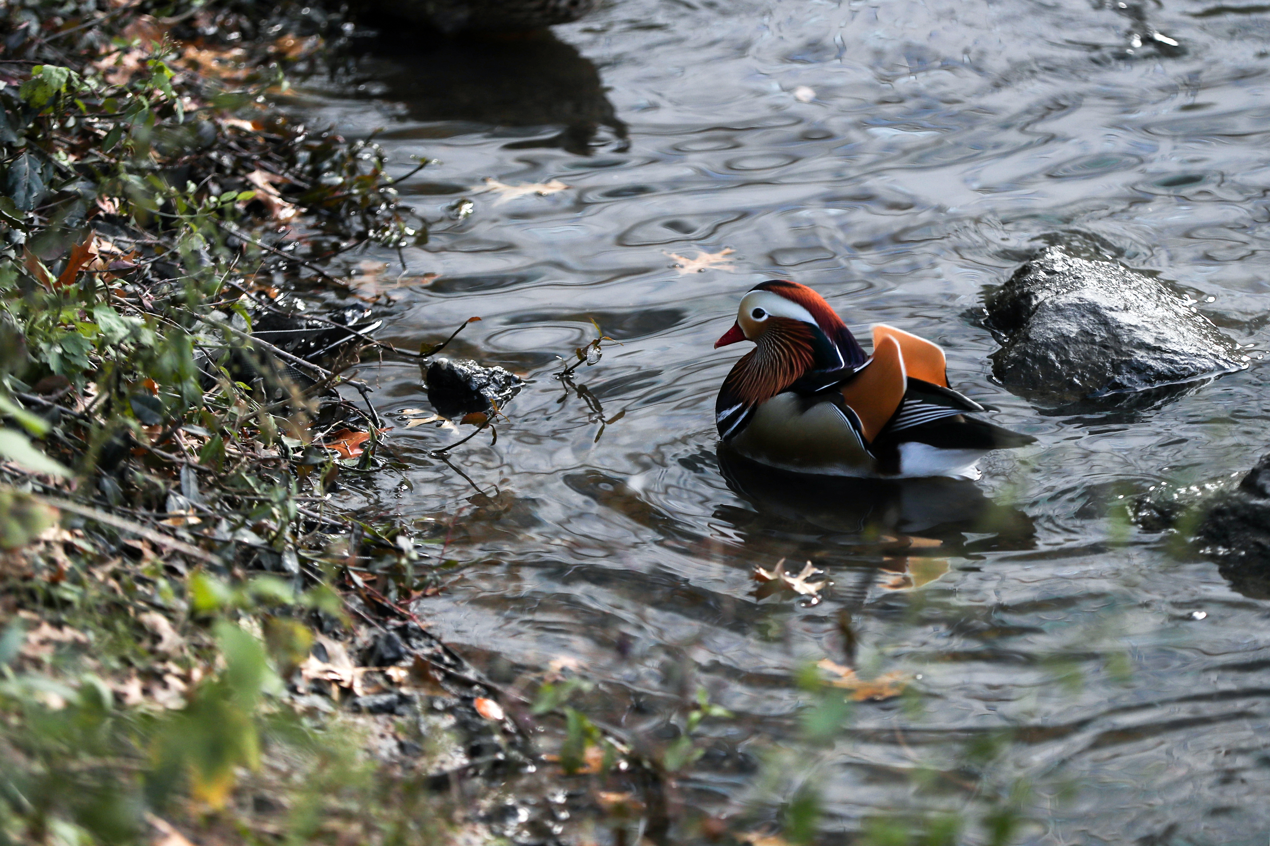 20181115_2_33430647_39032284