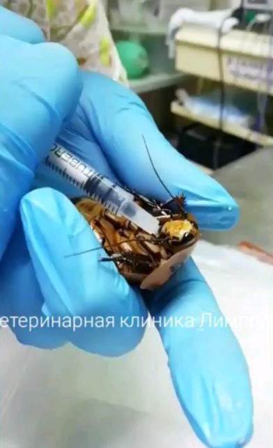 2019-12-24T153451Z_1541199204_RC2R1E9W2Q37_RTRMADP_3_RUSSIA-ODDLY-COCKROACH