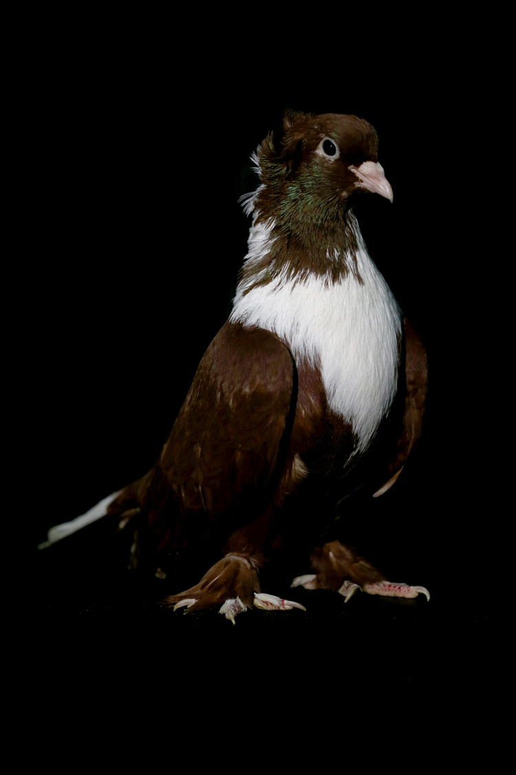 Anadolija/Ömer Yasin Ergin