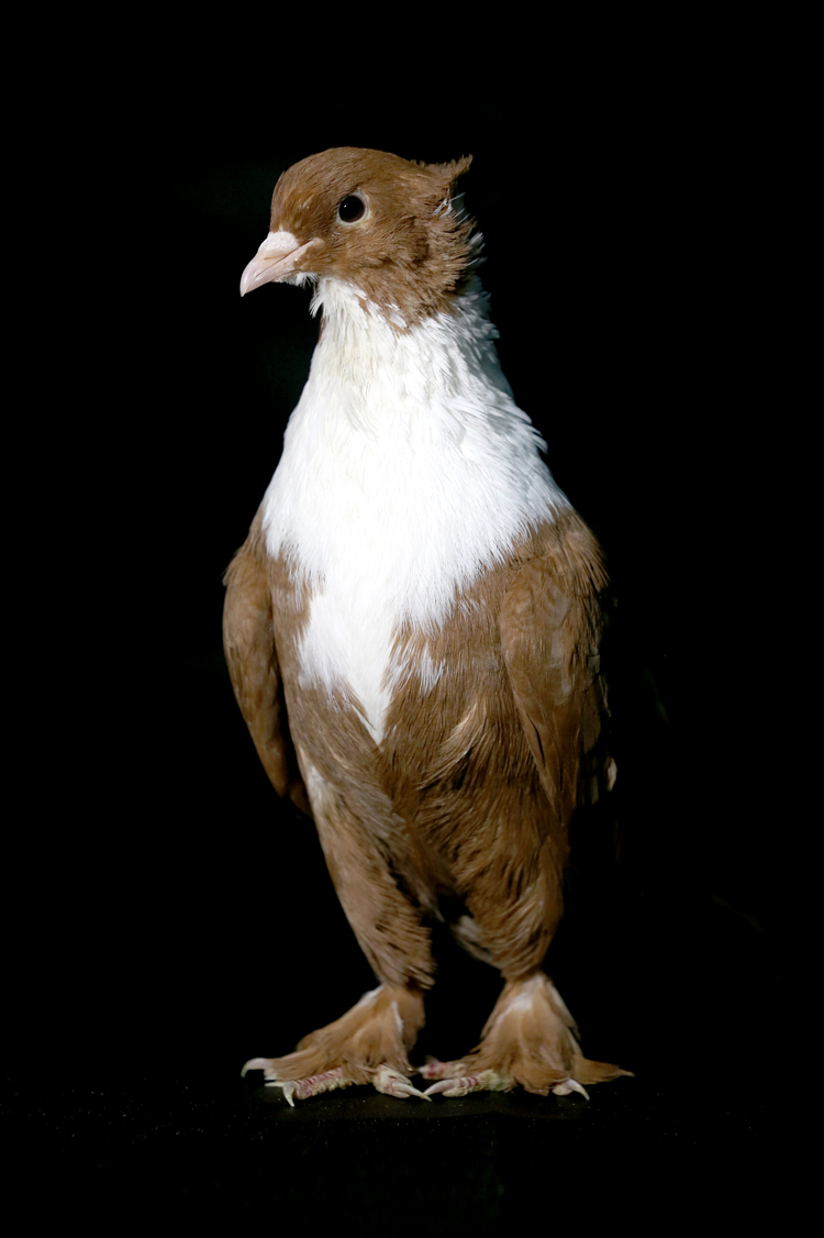 Anadolija/Ömer Yasin Ergin