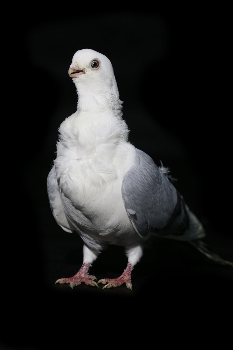 Anadolija/Ömer Yasin Ergin