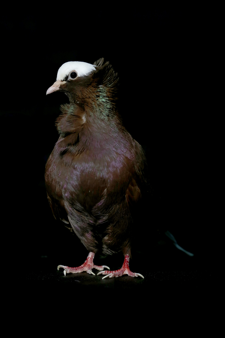 Anadolija/Ömer Yasin Ergin