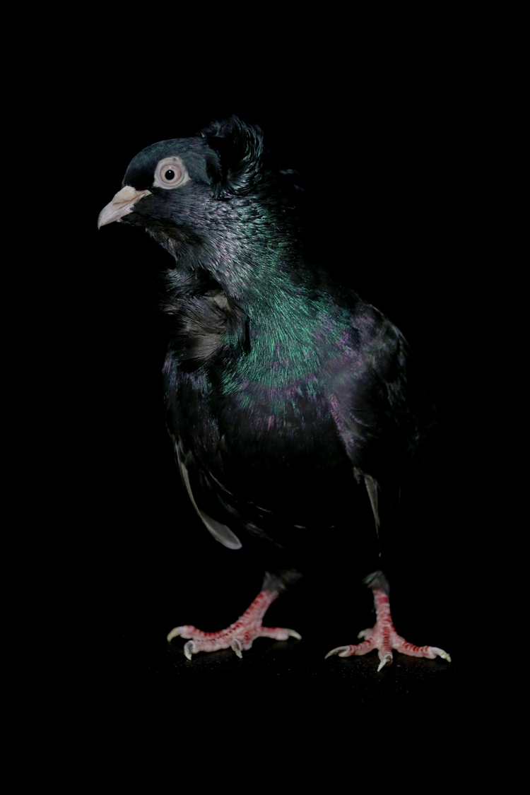 Anadolija/Ömer Yasin Ergin