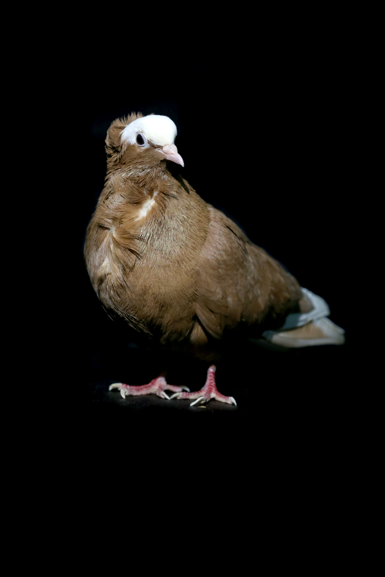 Anadolija/Ömer Yasin Ergin