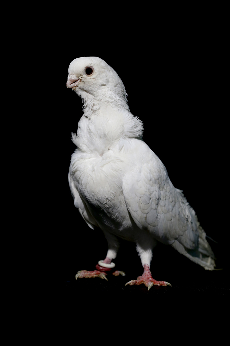 Anadolija/Ömer Yasin Ergin