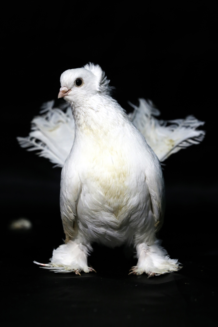 Anadolija/Ömer Yasin Ergin