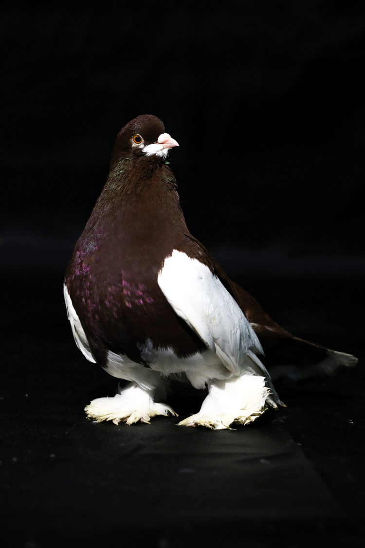 Anadolija/Ömer Yasin Ergin