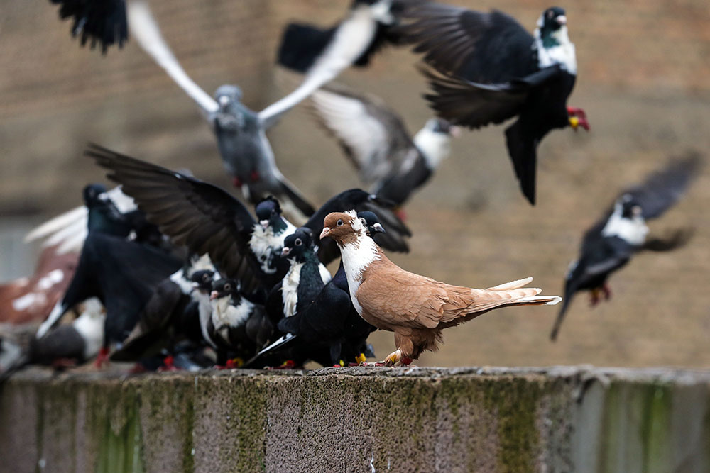 Anadolija/Ömer Yasin Ergin