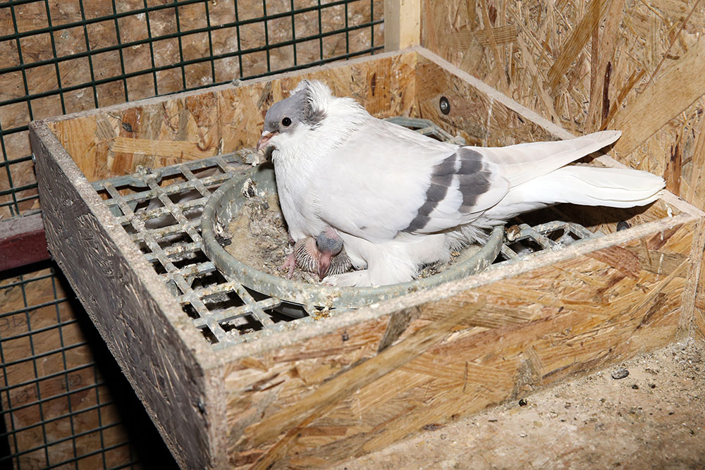 Anadolija/Ömer Yasin Ergin