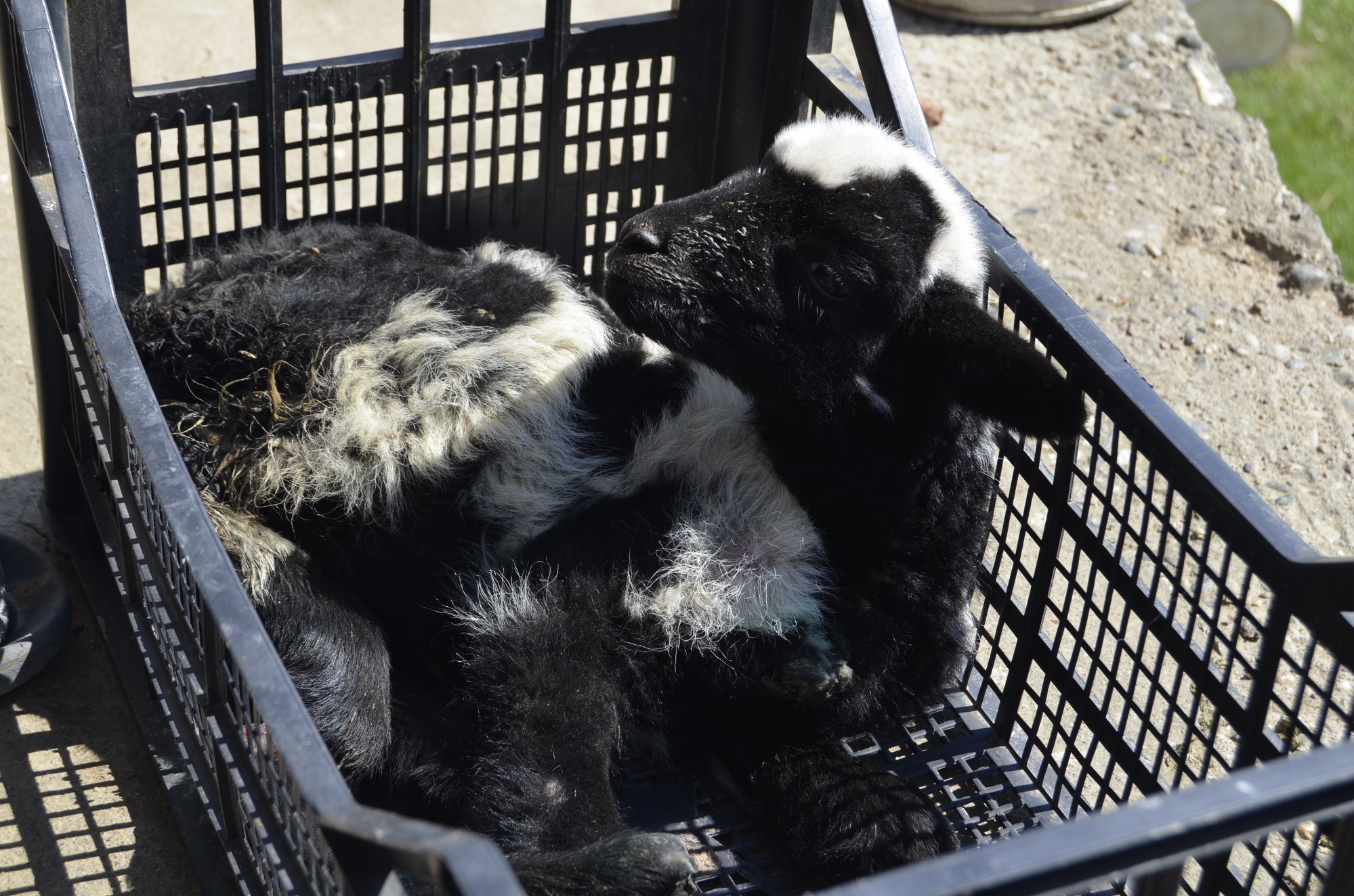 20190328_2_35695229_43053544