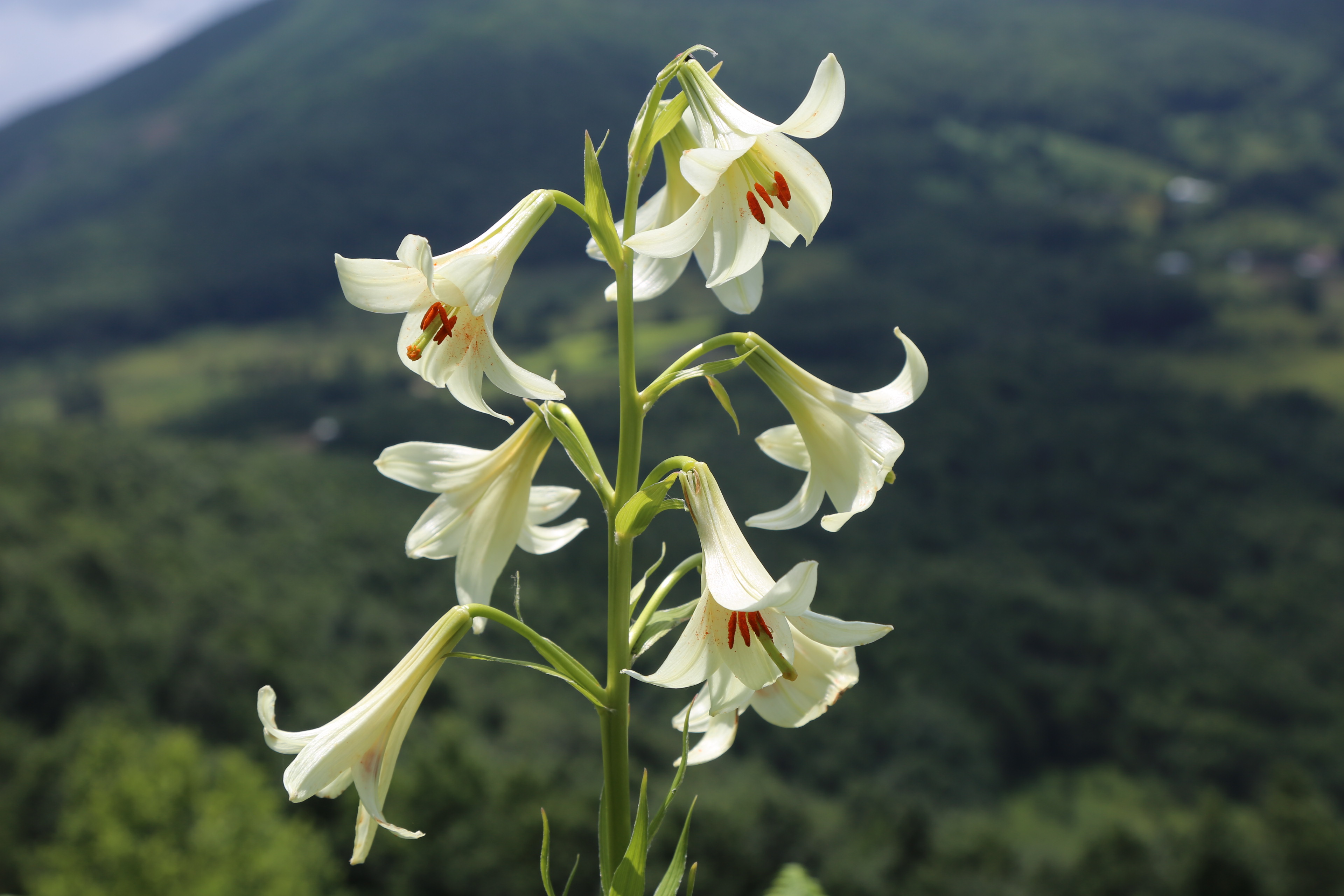 20190629_2_37119593_45676994