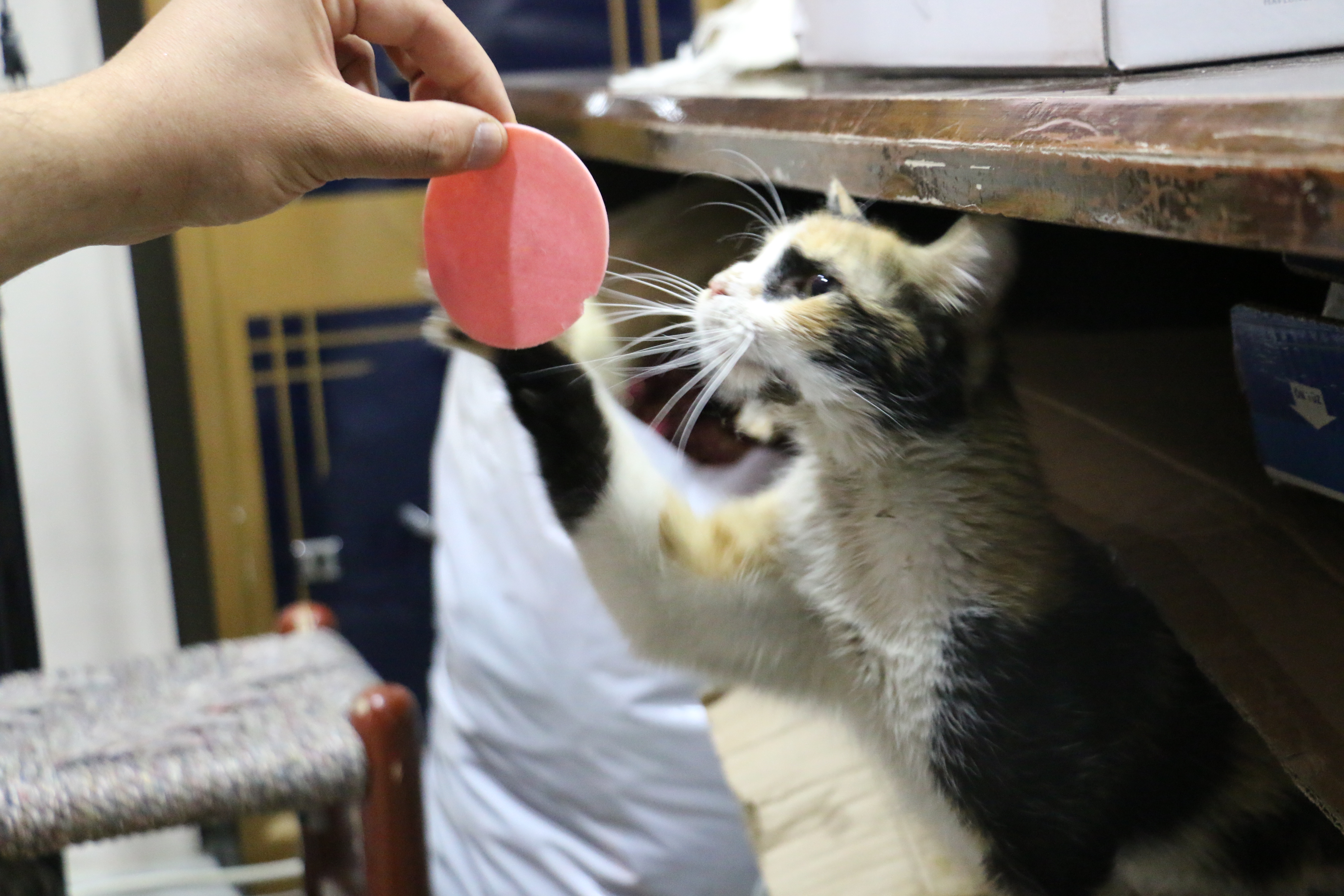 20190729_2_37547636_46426466