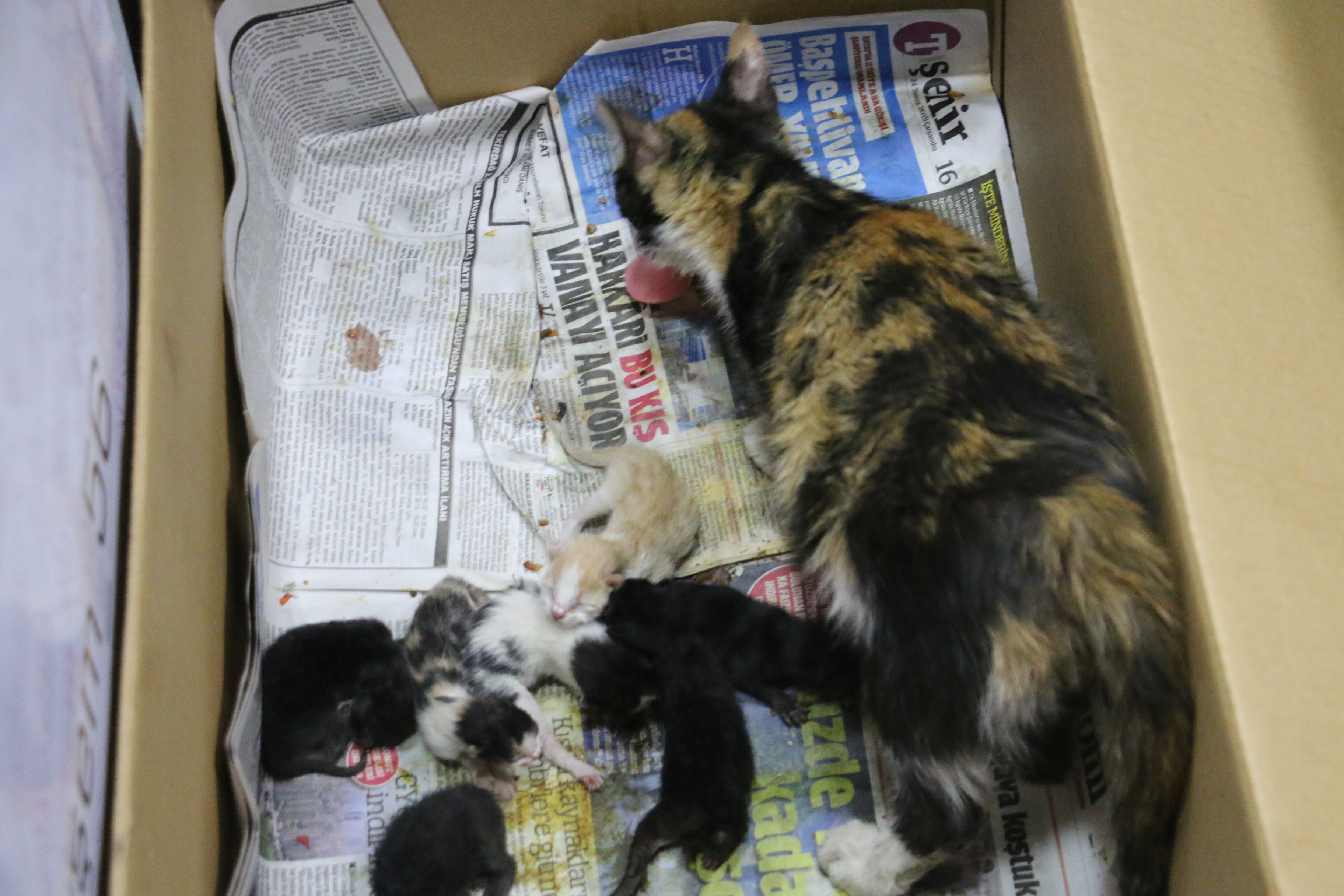 20190729_2_37547636_46426467