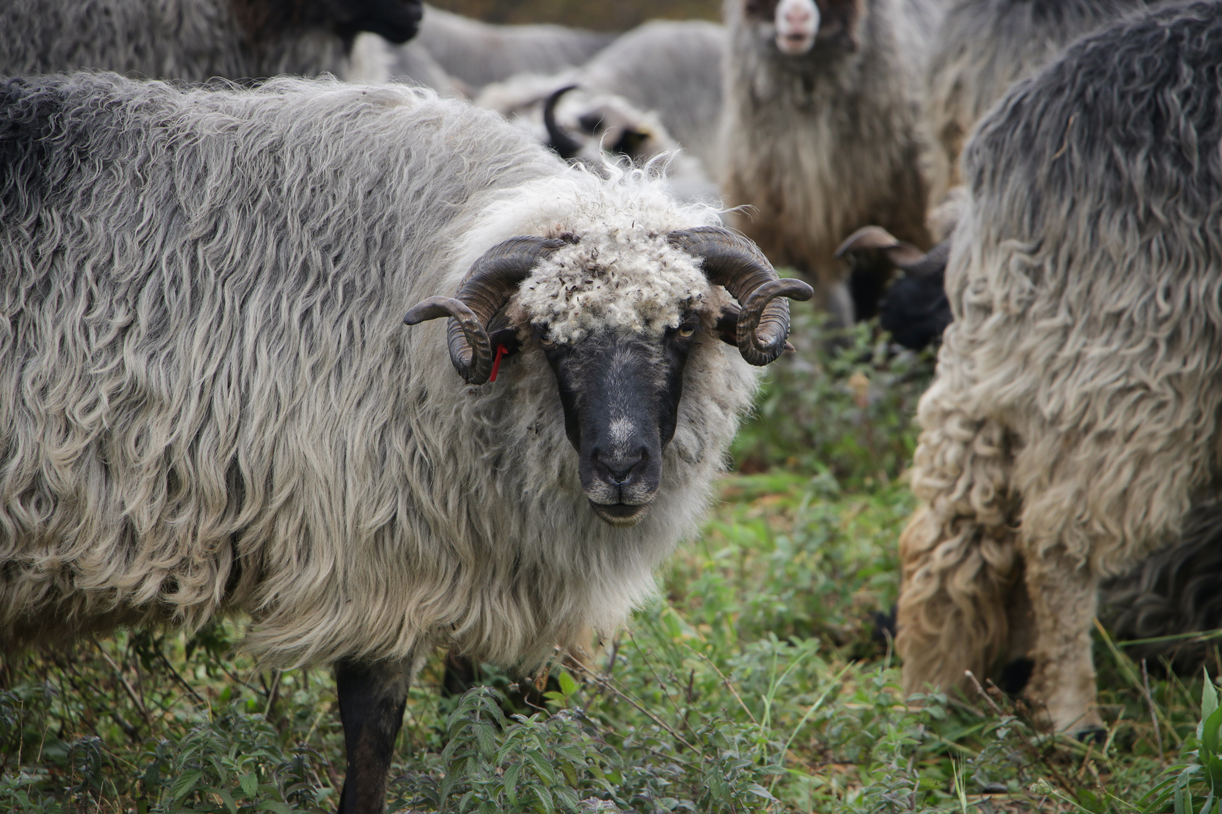 20191103_2_39125655_49109155