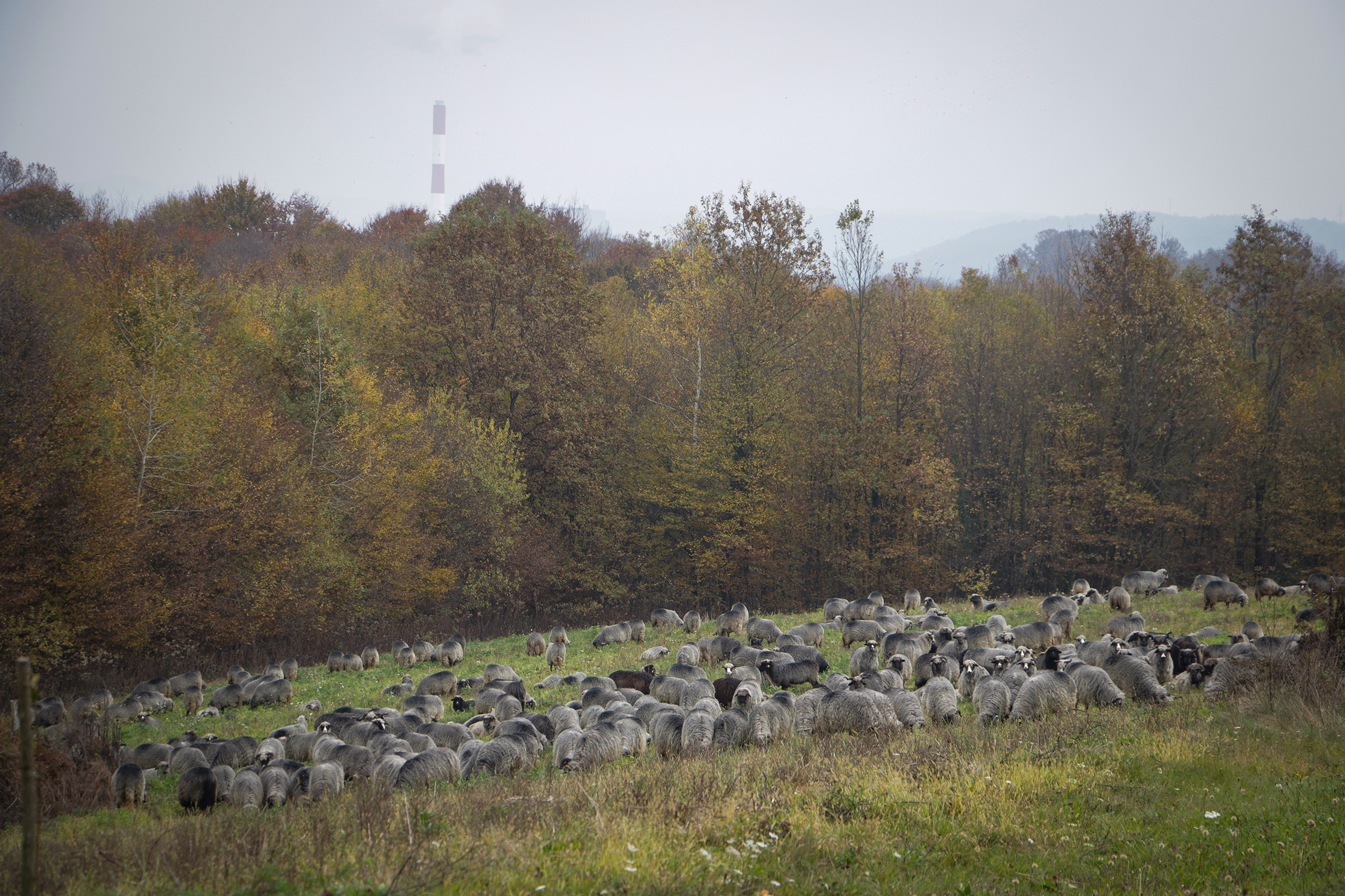 20191103_2_39125655_49109157