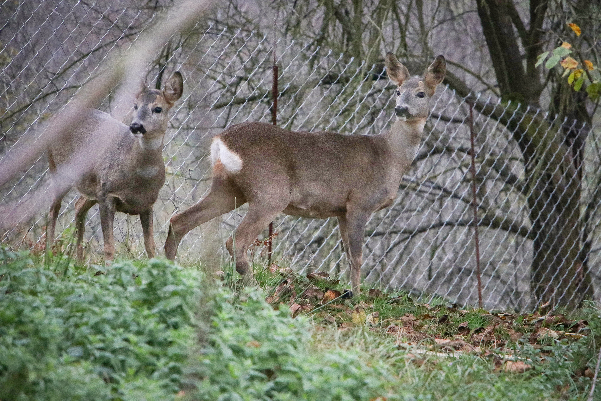 20191110_2_39244675_49329390