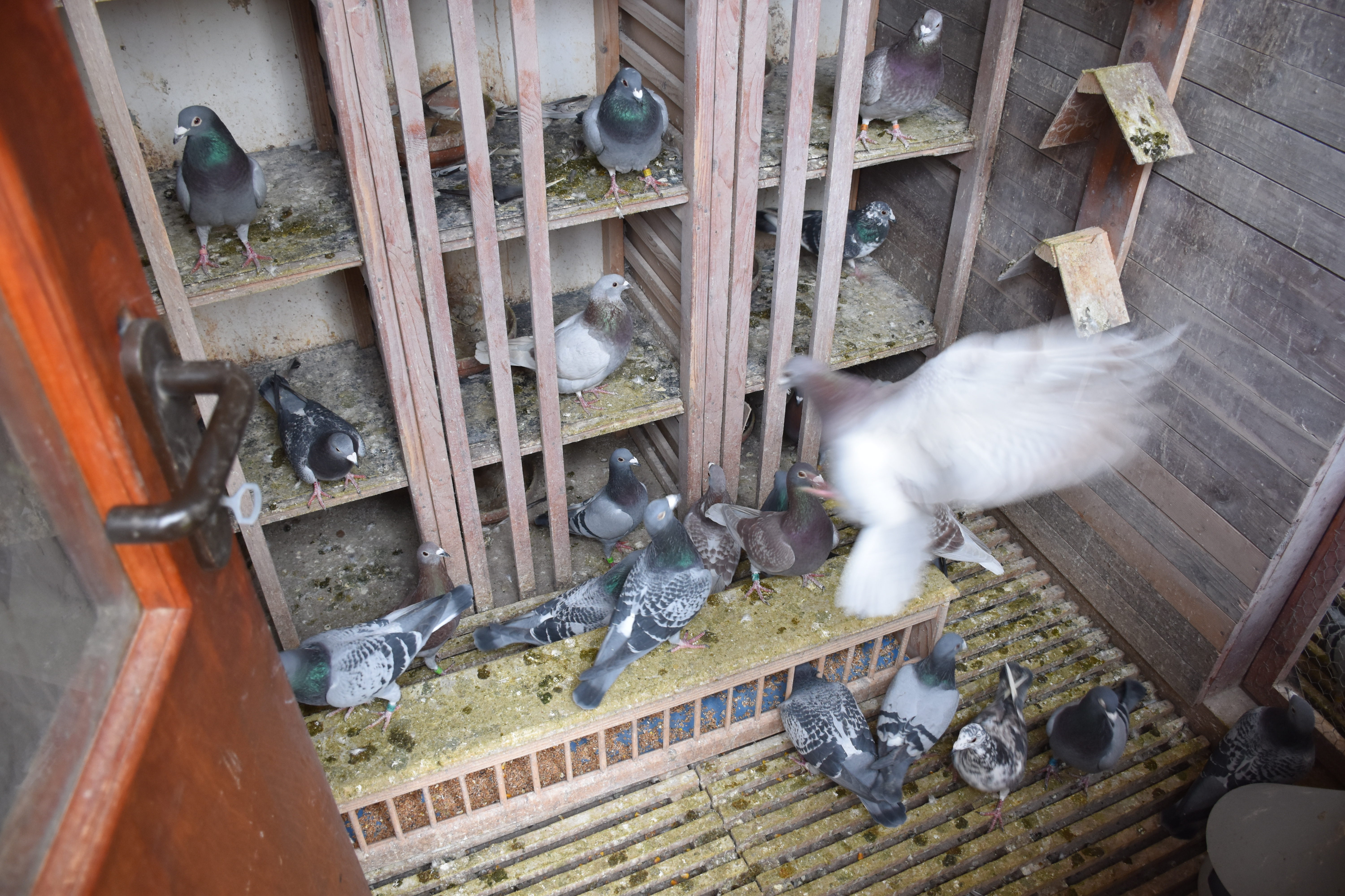 20191215_2_39847930_50371900