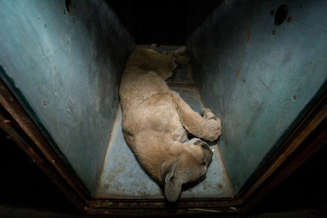 2020-04-06T000000Z_287023318_RC2AZF95CBUC_RTRMADP_3_HEALTH-CORONAVIRUS-CHILE-PUMA