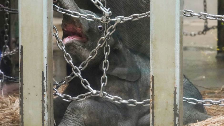 2020-12-03T085818Z_1661637415_RC2KFK9EFP41_RTRMADP_3_JAPAN-ELEPHANT