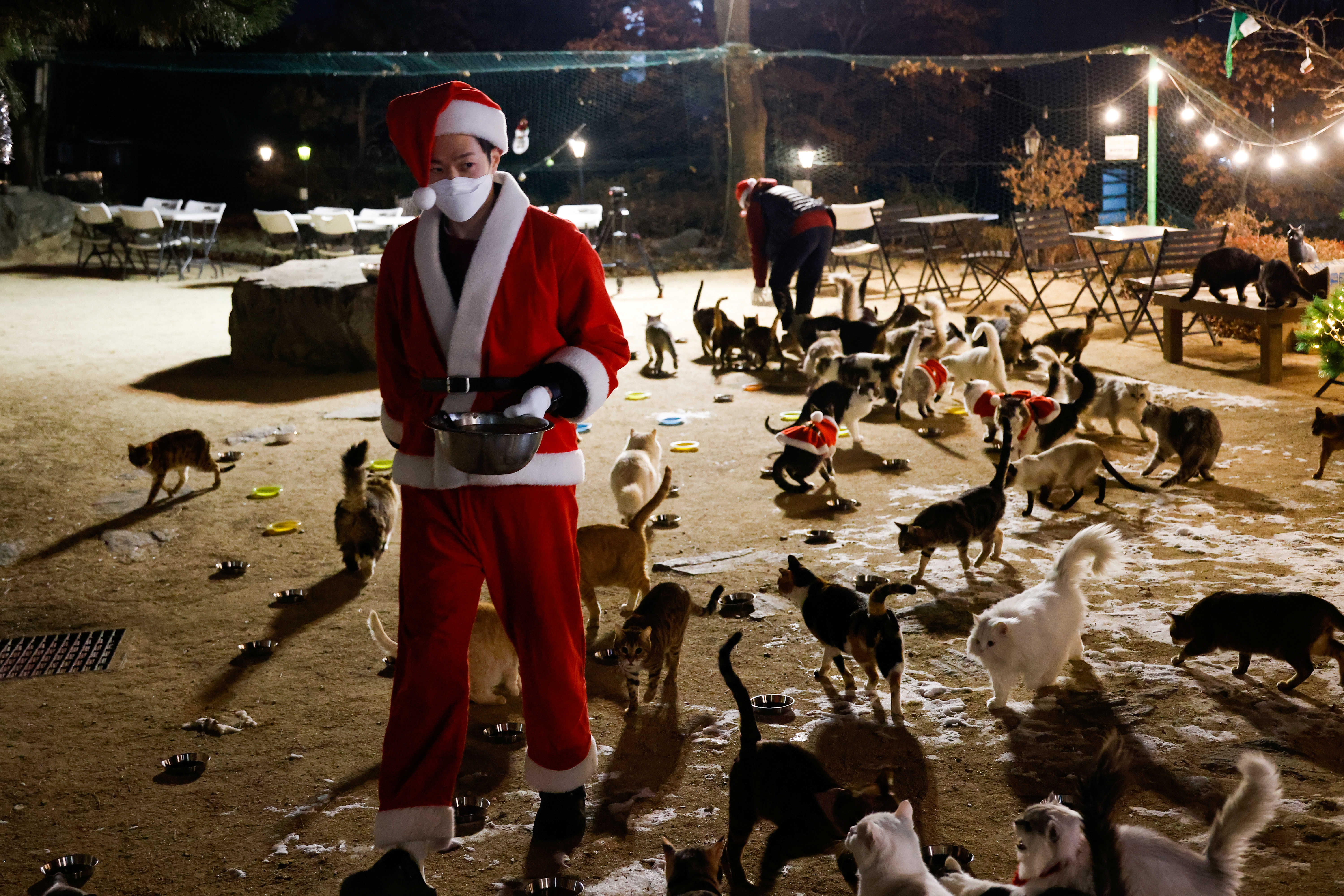 2020-12-15T040957Z_1313715285_RC2GNK9TT81J_RTRMADP_3_CHRISTMAS-SEASON-SOUTHKOREA-CATS