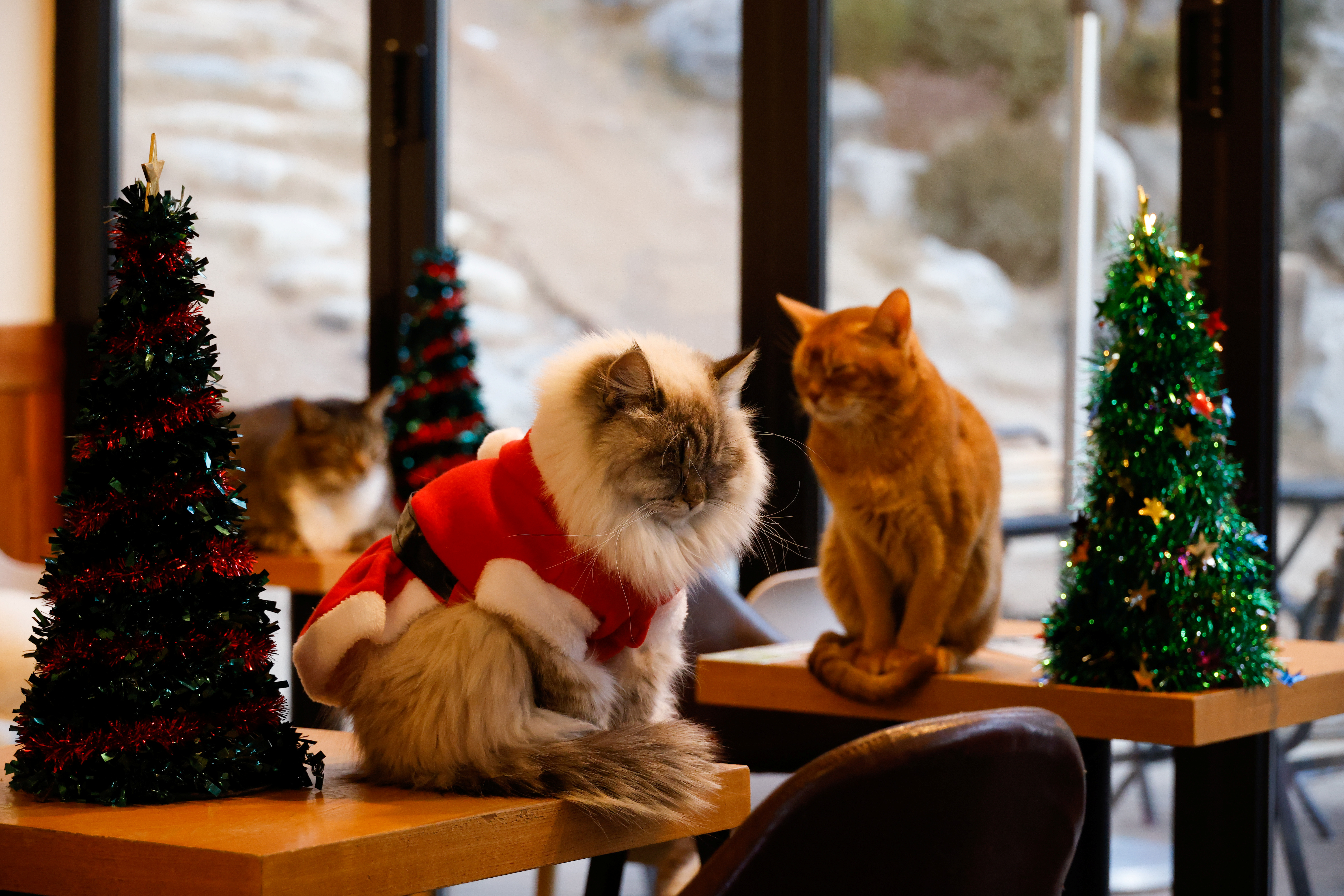 2020-12-15T041033Z_516459494_RC2GNK9DW4V3_RTRMADP_3_CHRISTMAS-SEASON-SOUTHKOREA-CATS