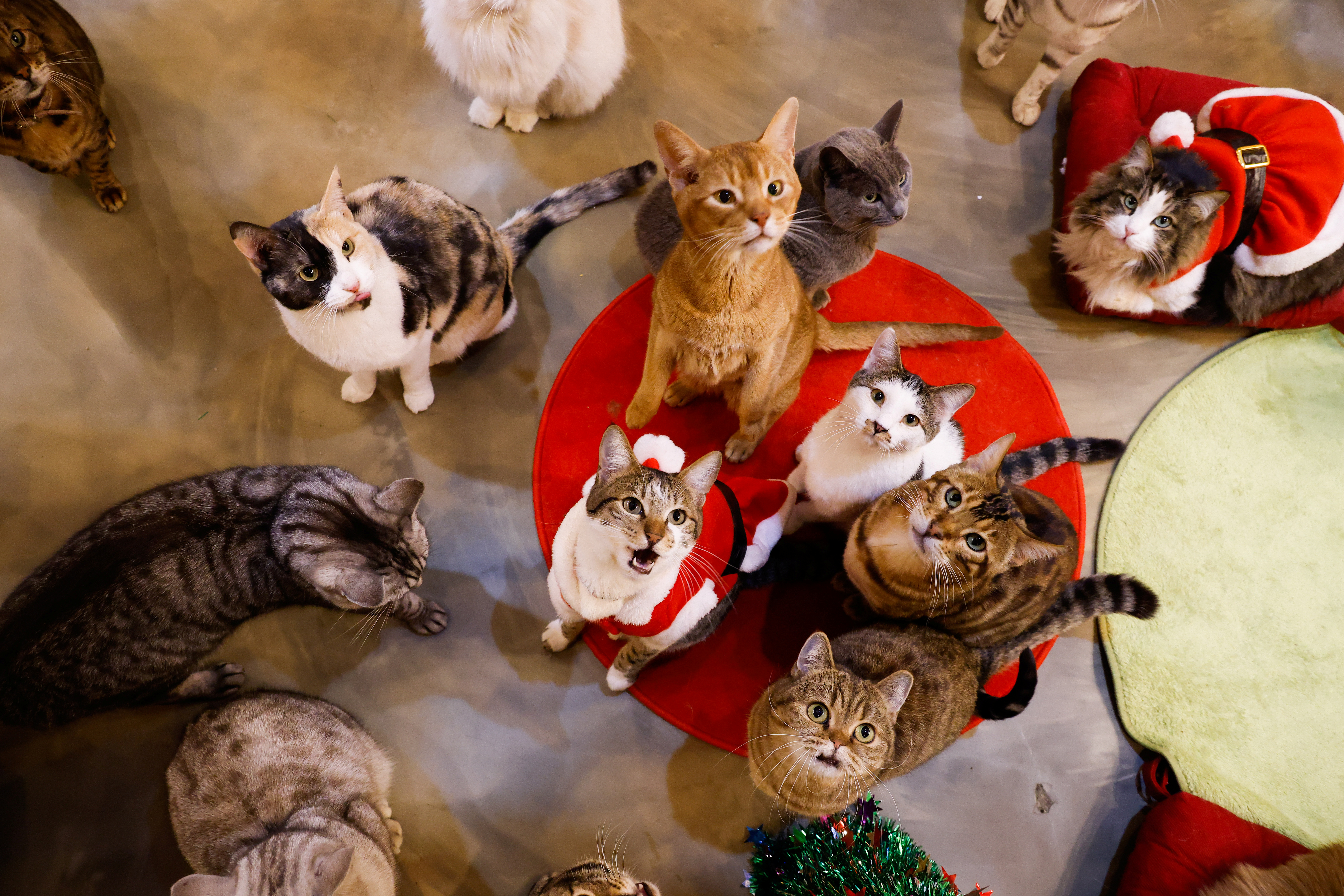 2020-12-15T041436Z_1347536521_RC2GNK9YDWO2_RTRMADP_3_CHRISTMAS-SEASON-SOUTHKOREA-CATS