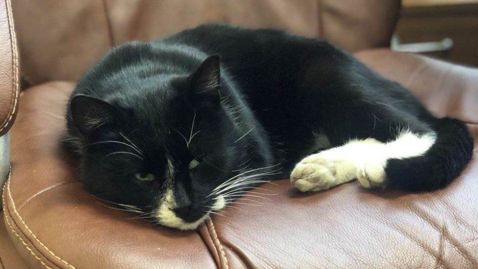 2020-12-24T140229Z_746649217_RC2QTK980O27_RTRMADP_3_RUSSIA-ANIMALS-CAT