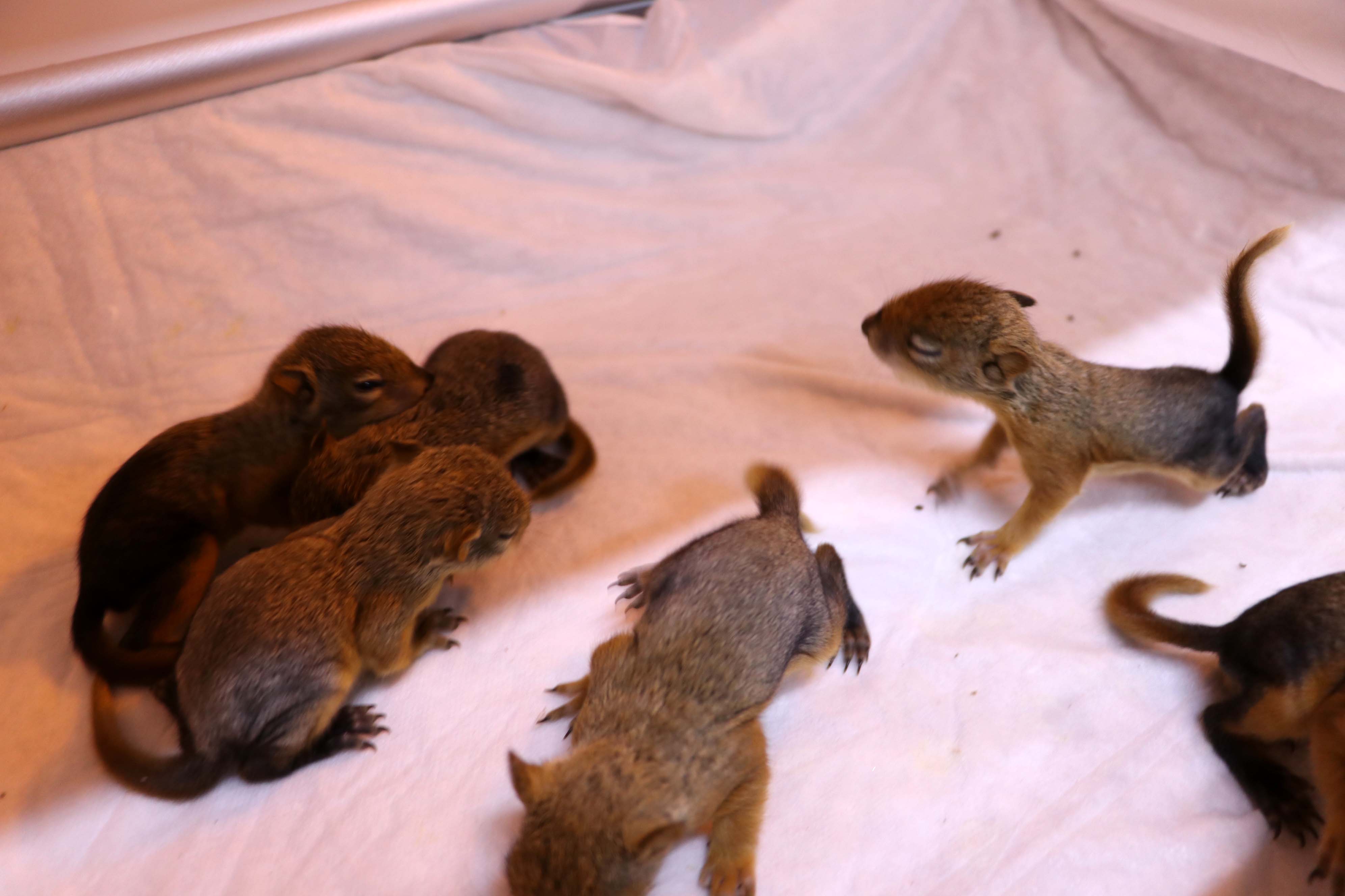 20200413_2_41874729_53904546