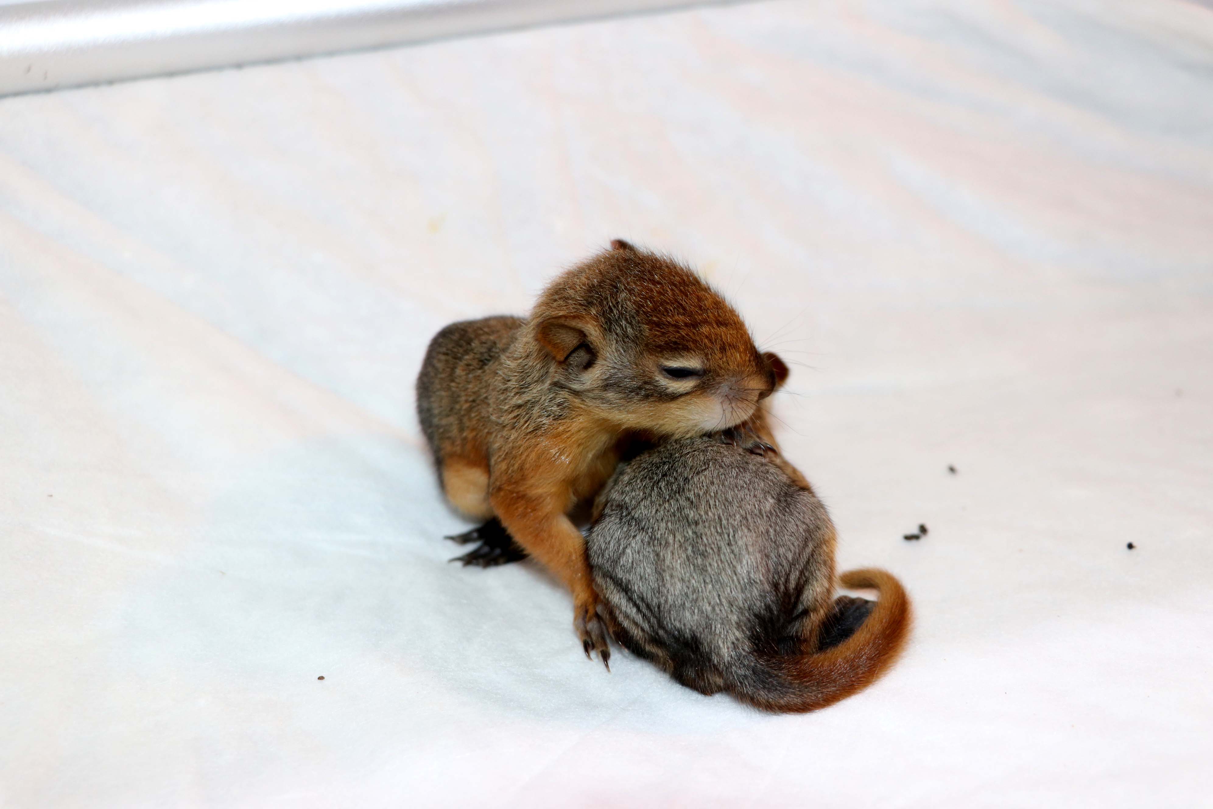 20200413_2_41874729_53904547