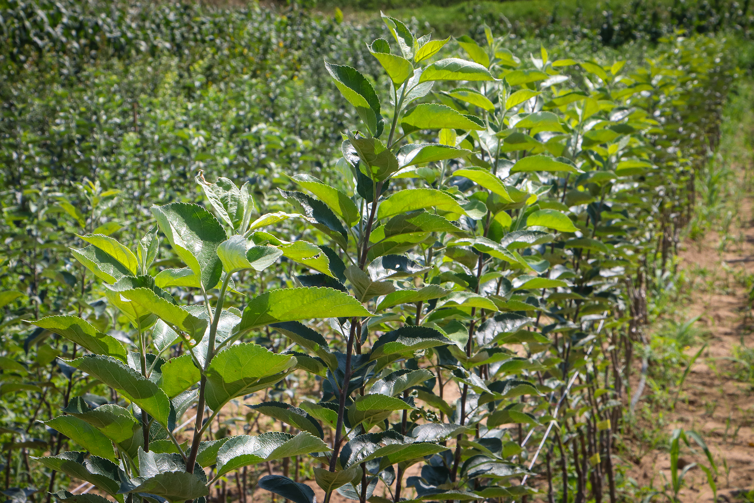 Anadolija/ Gorana Jakovljević