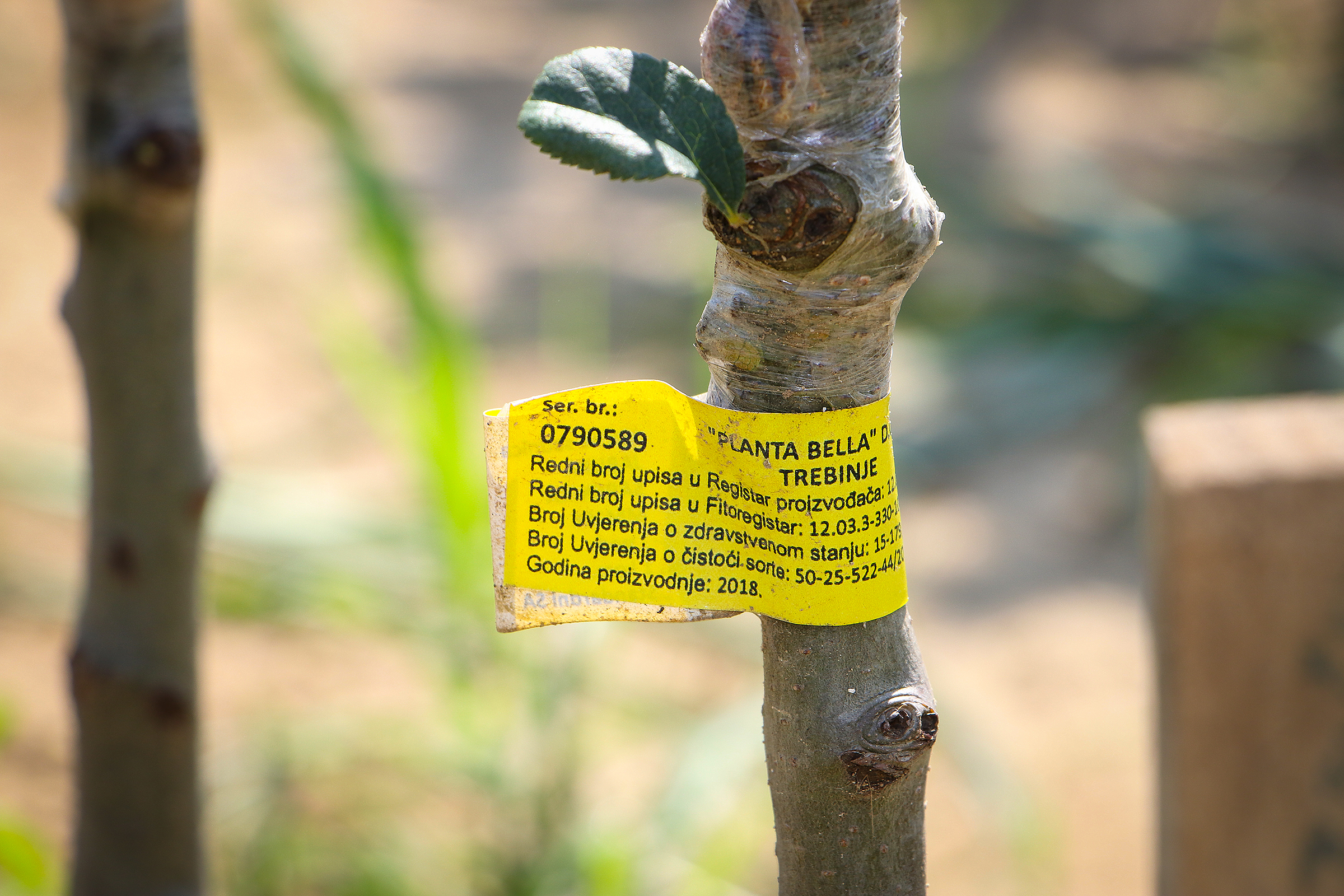 Anadolija/ Gorana Jakovljević