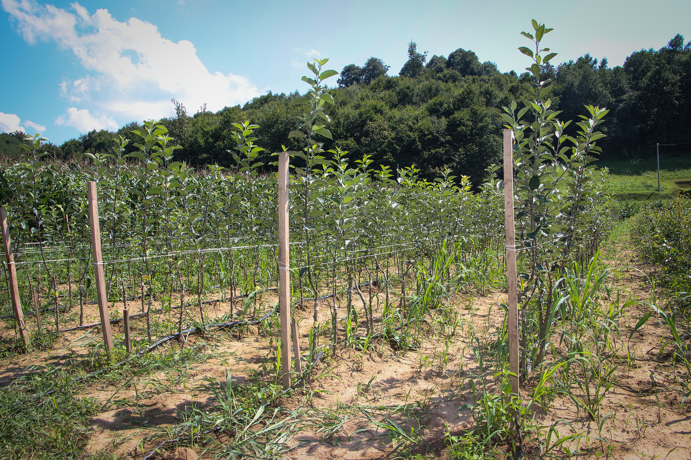 20200816_2_43915214_57461554