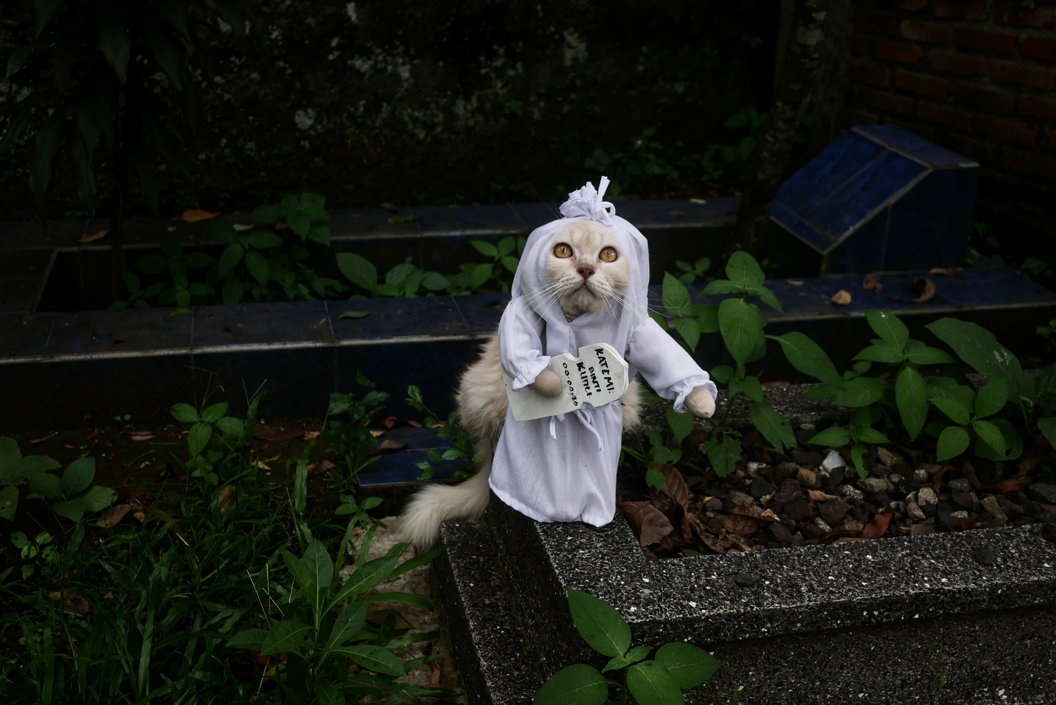 ANADOLIJA/Anton Raharjo