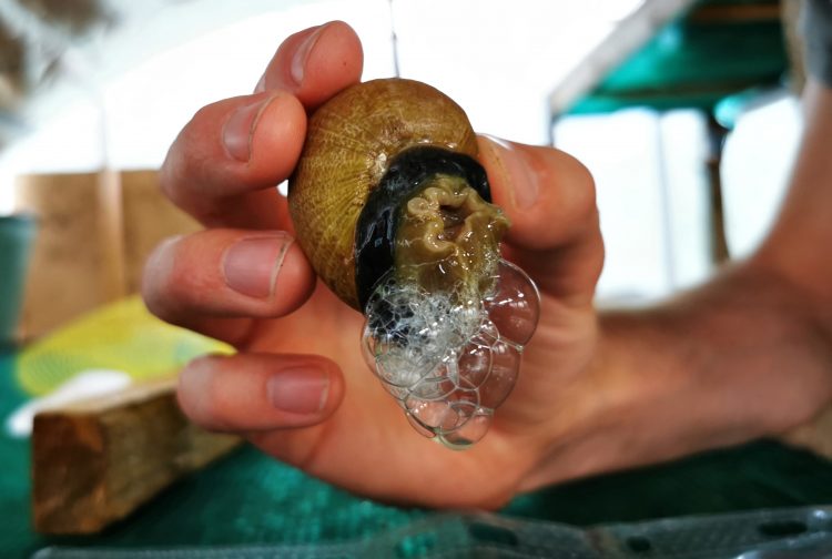 2021-05-17T152609Z_2089108045_RC2SDN9NHICR_RTRMADP_3_FRANCE-SNAILS-SOAP-750x504