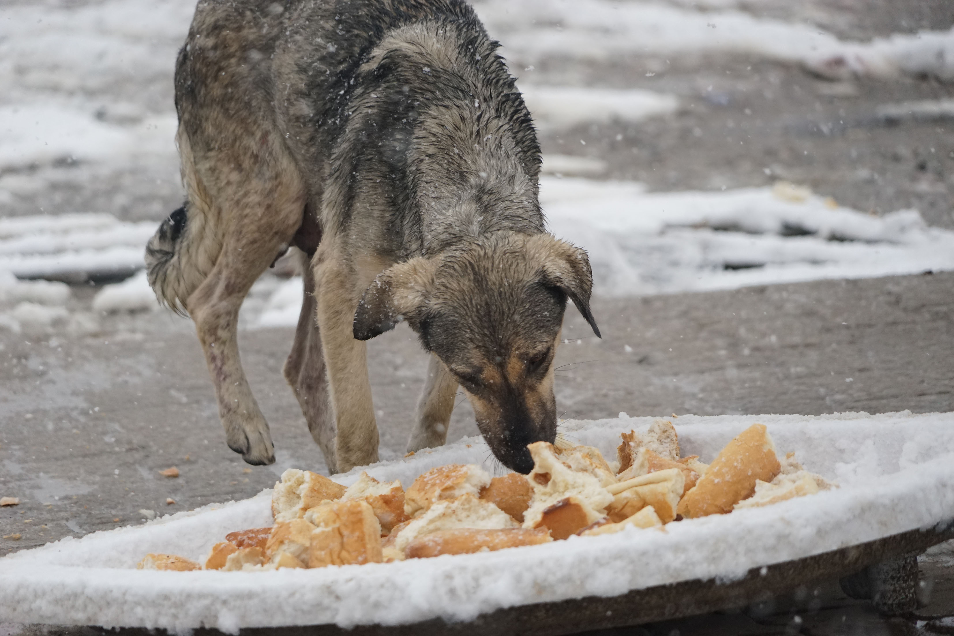 Turska: U hladnim zimskim danima napuštenim životinjama donose hranu