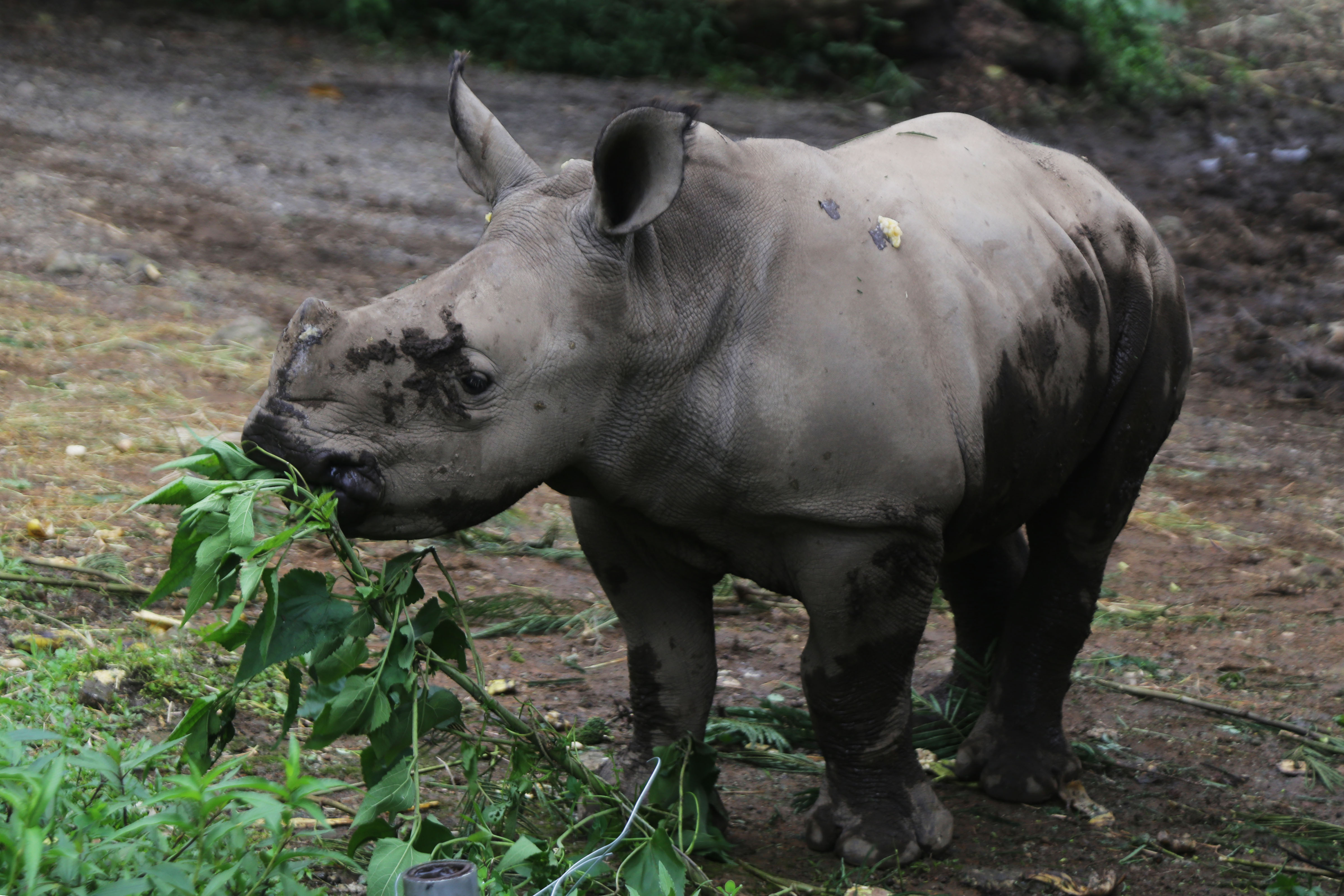 Safari park u Indoneziji bogatiji za mladunče bijelog nosoroga