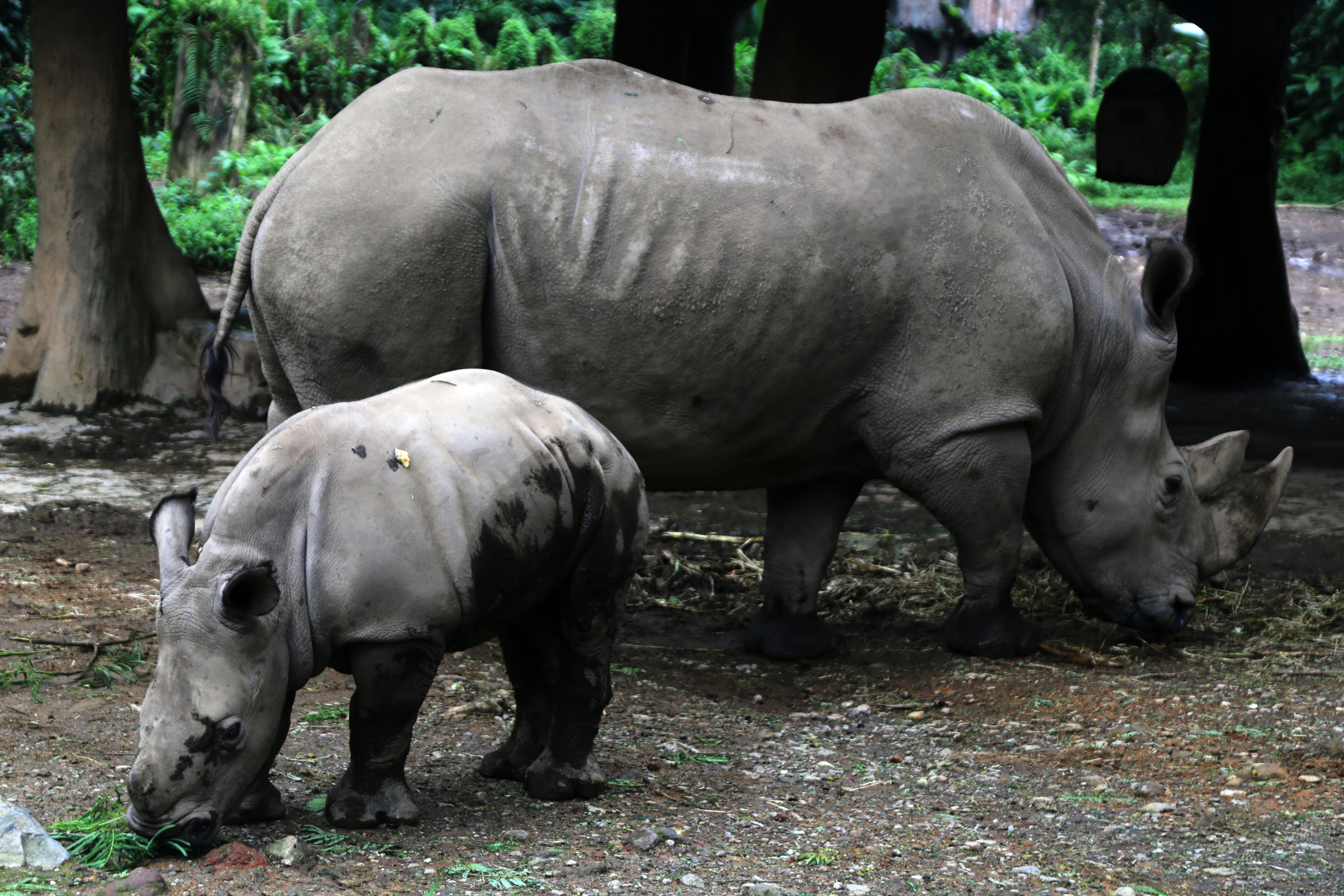 Safari park u Indoneziji bogatiji za mladunče bijelog nosoroga