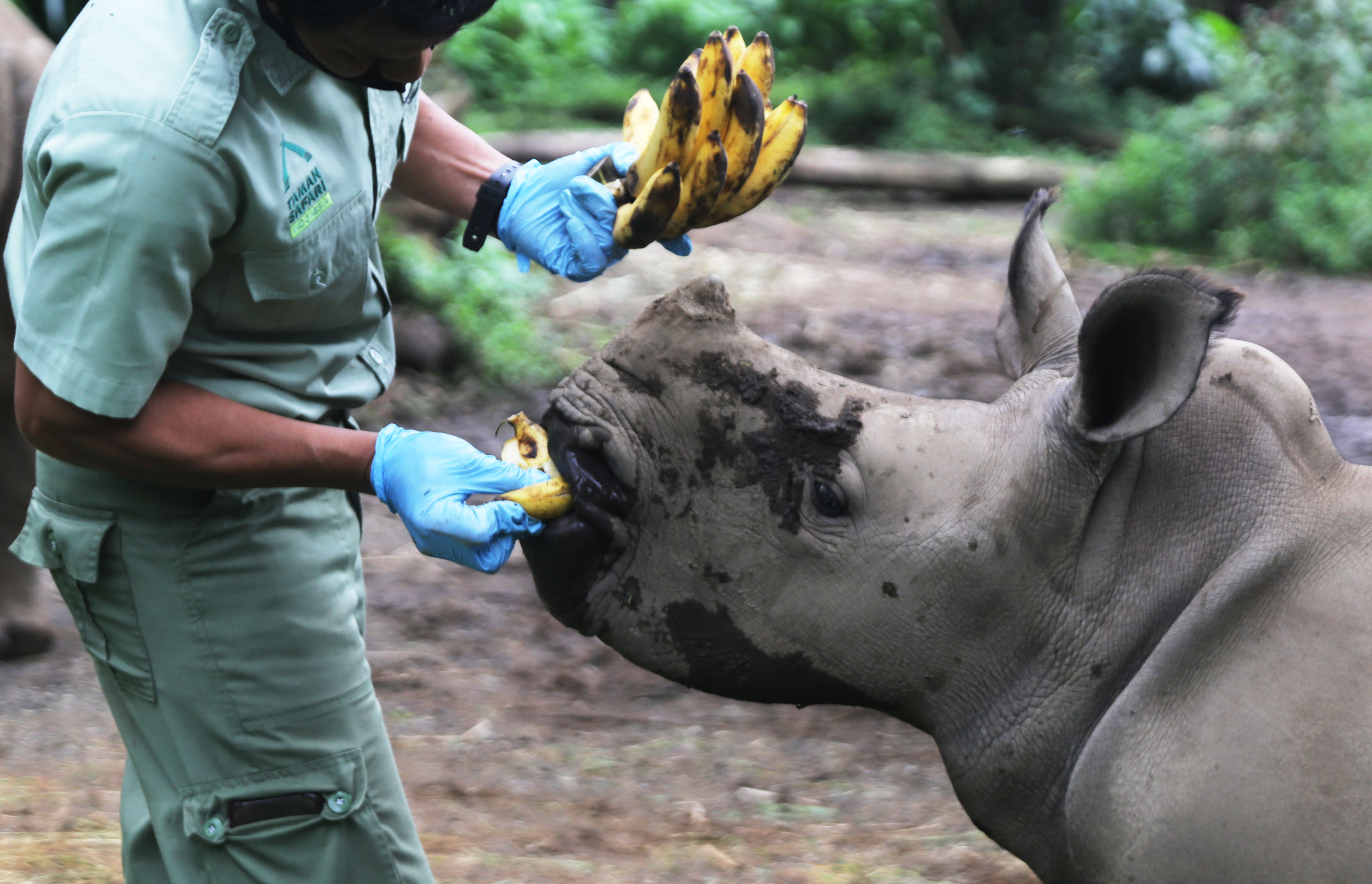Safari park u Indoneziji bogatiji za mladunče bijelog nosoroga
