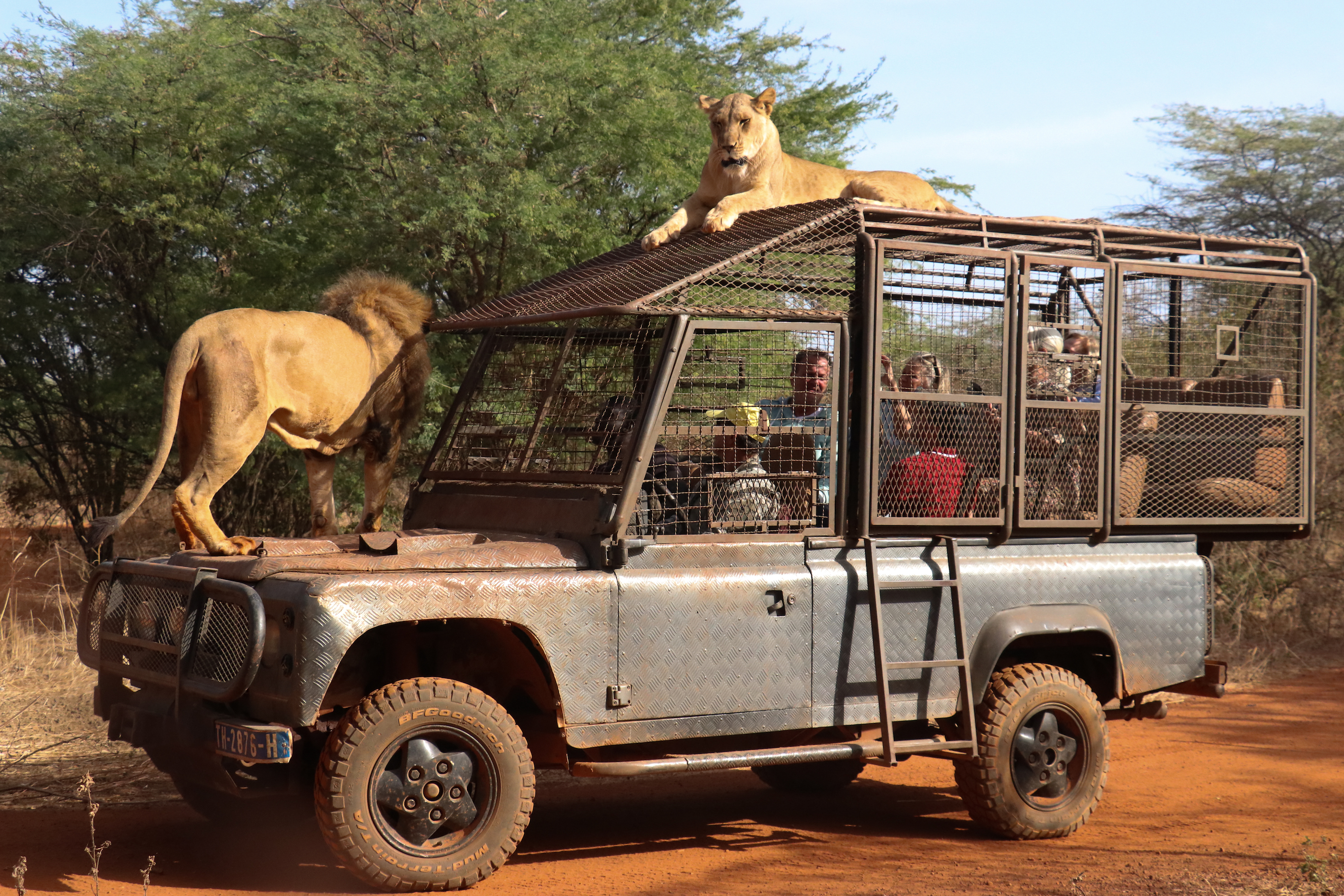 Senegal: U parku divljih životinja ljudi iz kaveza posmatraju lavove