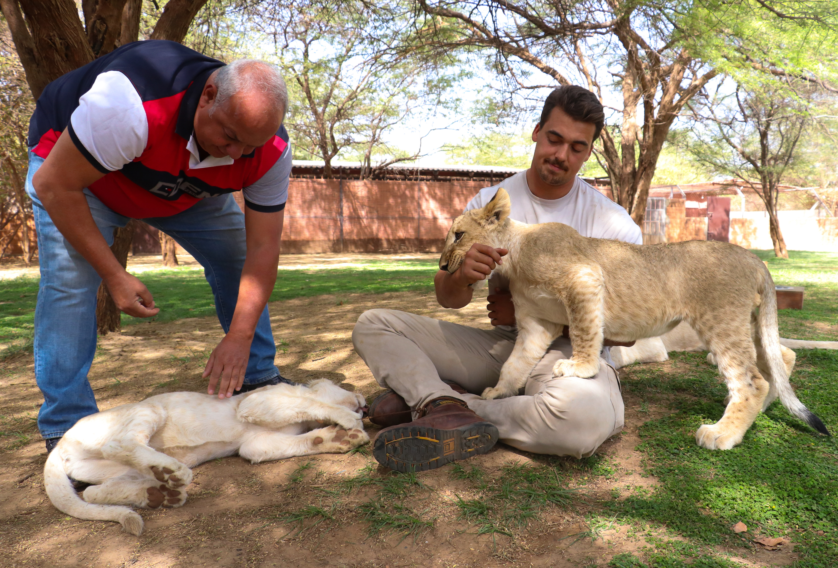 Senegal: U parku divljih životinja ljudi iz kaveza posmatraju lavove