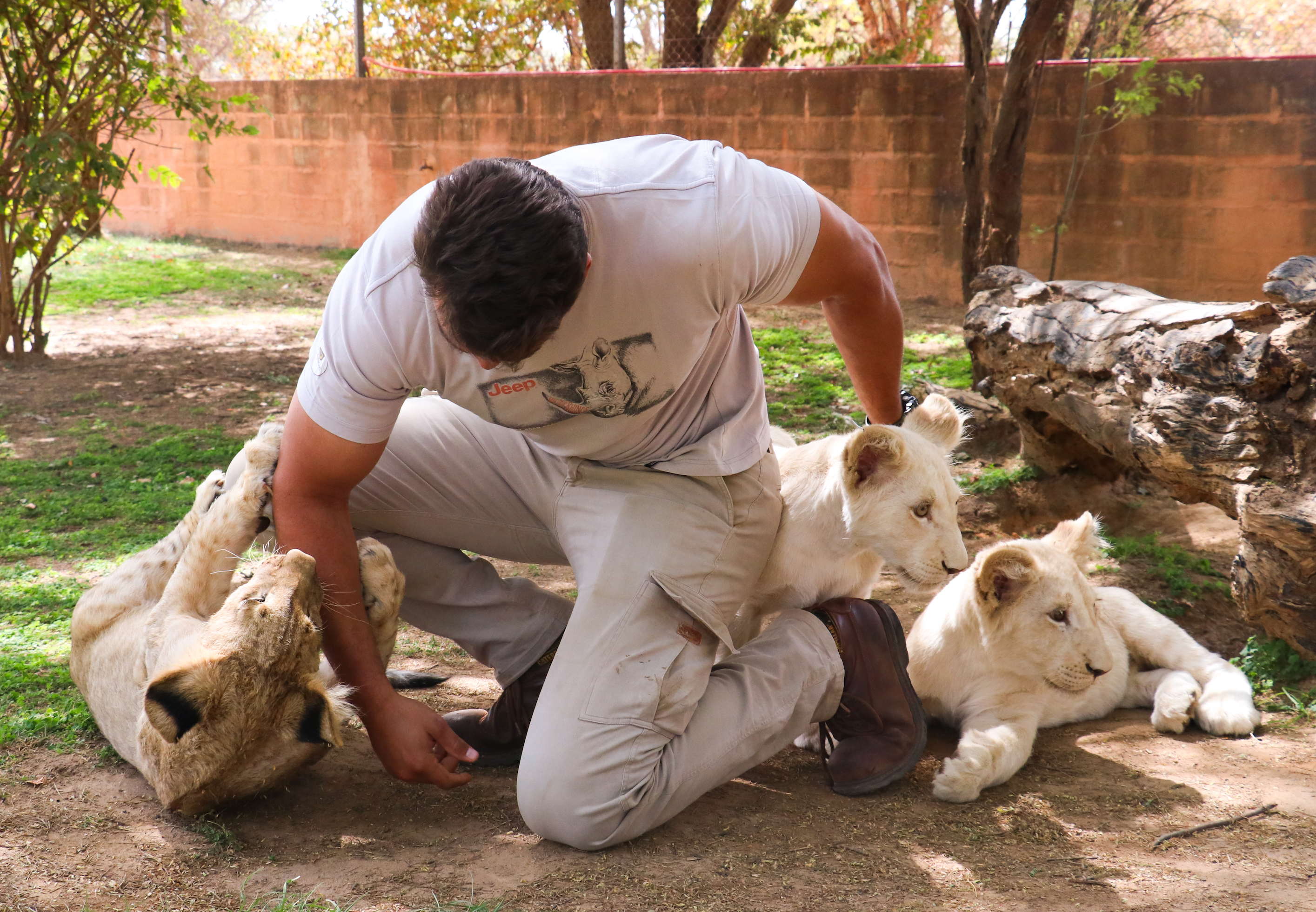 Senegal: U parku divljih životinja ljudi iz kaveza posmatraju lavove