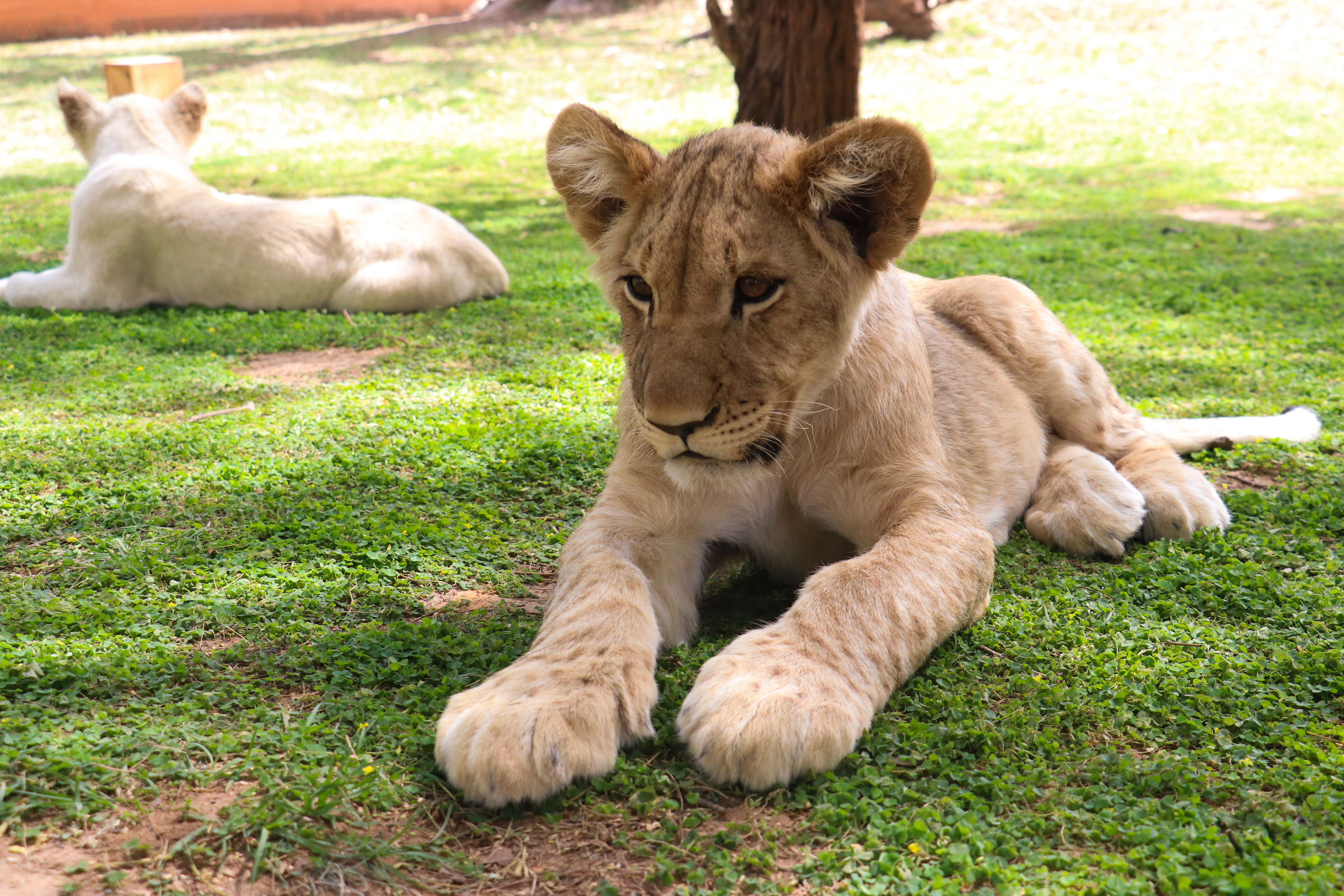 Senegal: U parku divljih životinja ljudi iz kaveza posmatraju lavove