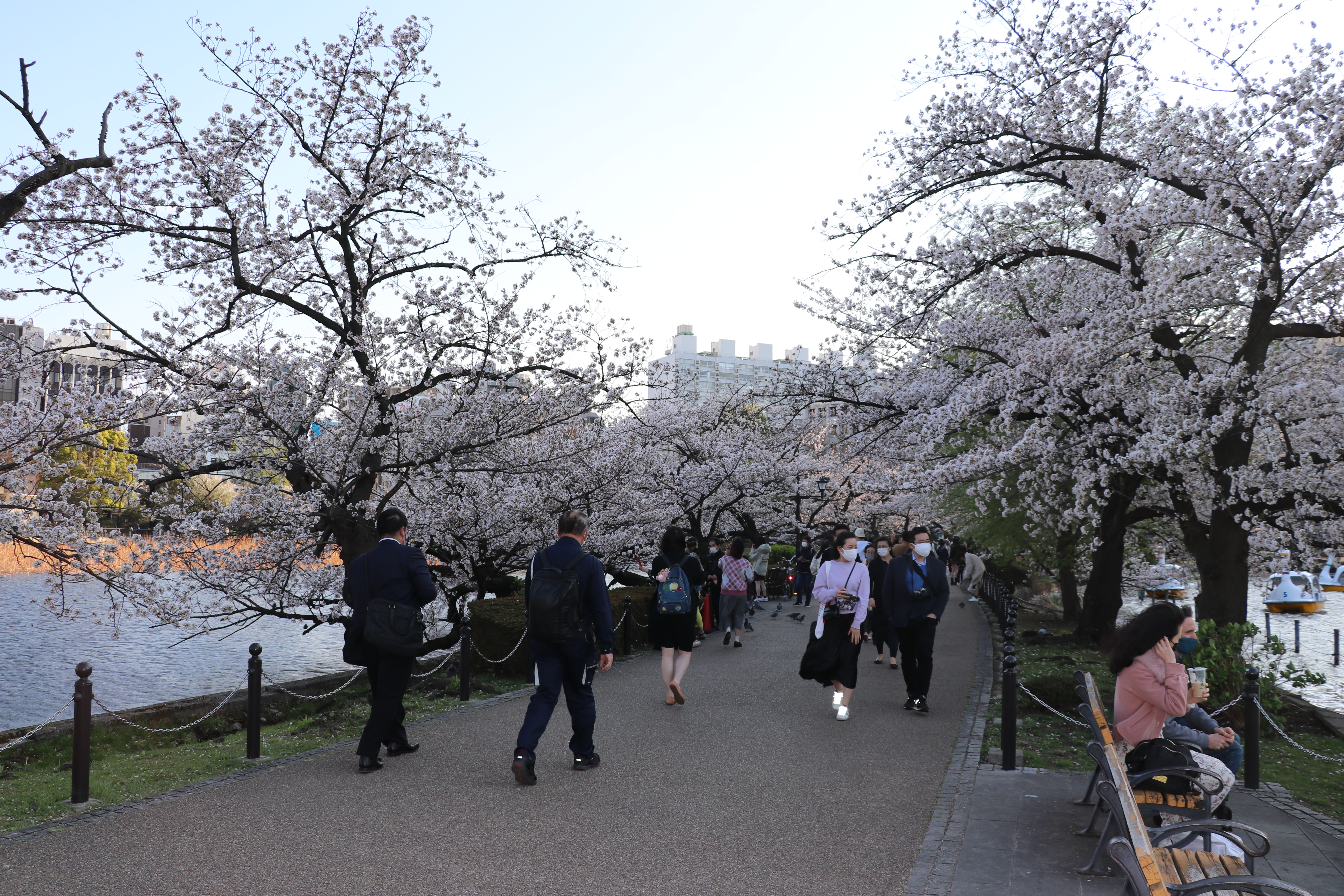 Unatoč pandemiji Japanci uživaju u trešnjinom cvijetu
