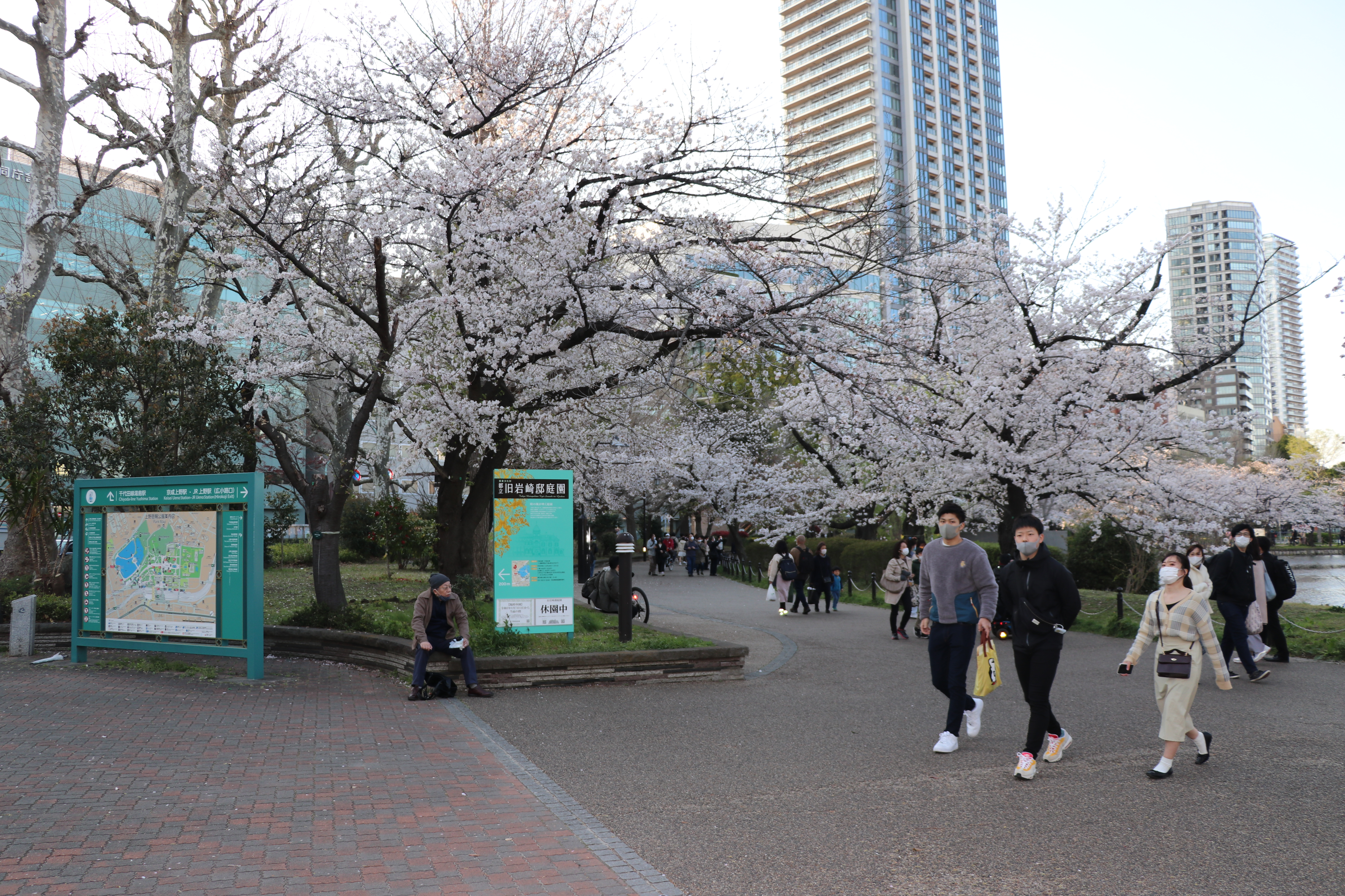 Unatoč pandemiji Japanci uživaju u trešnjinom cvijetu
