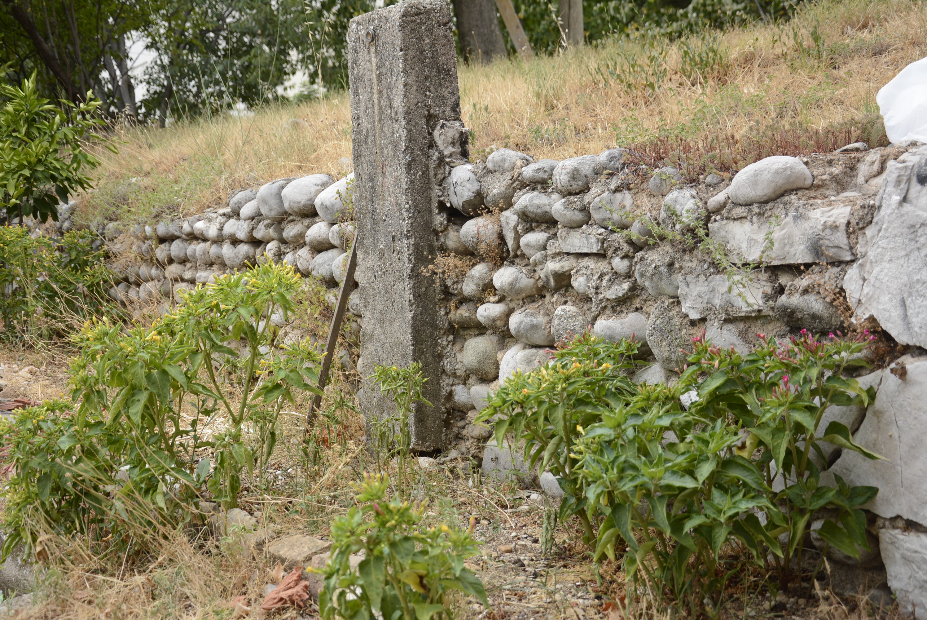 Anadolija/Željko Milićević