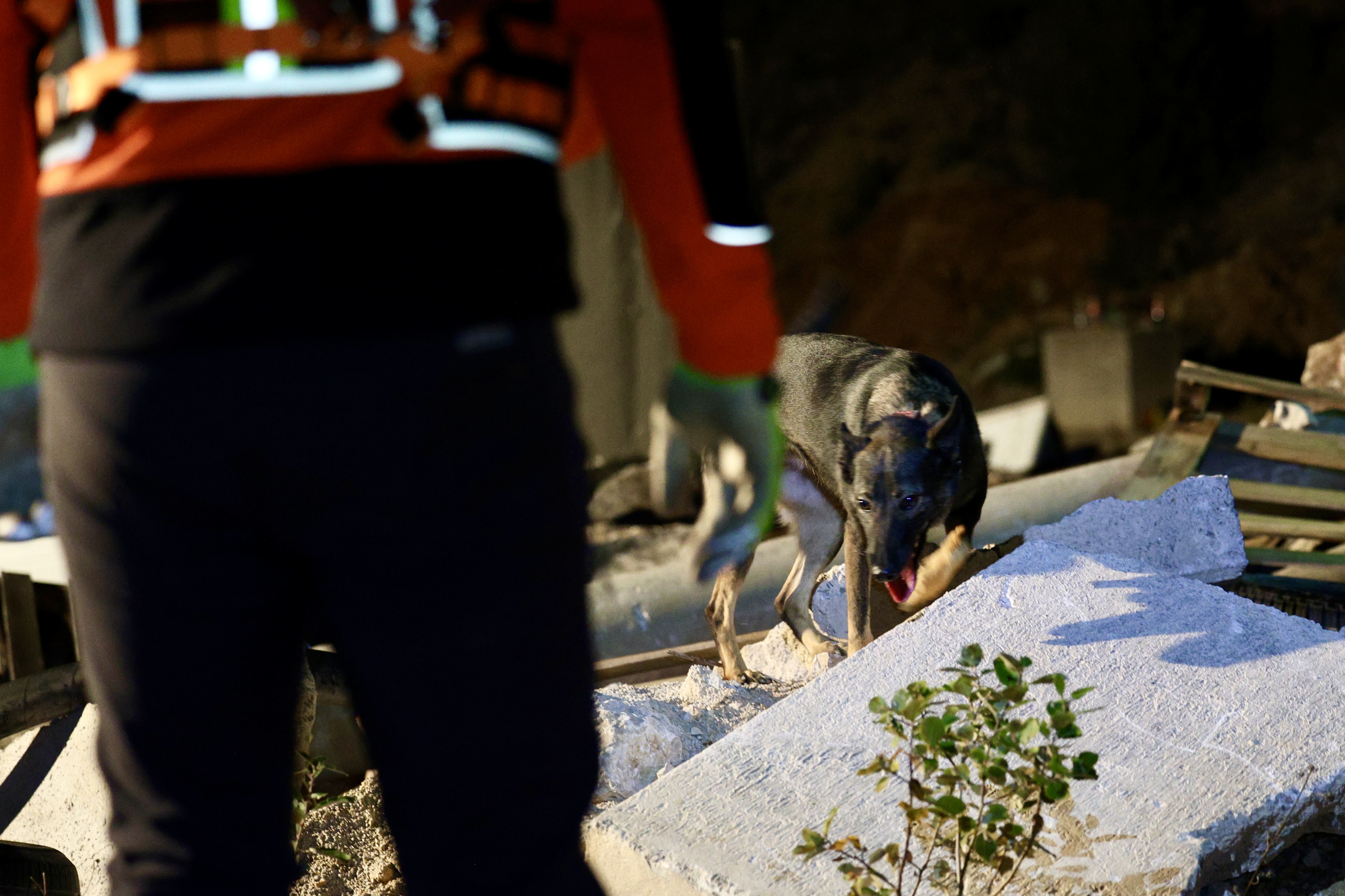 psi tragači pas tragač