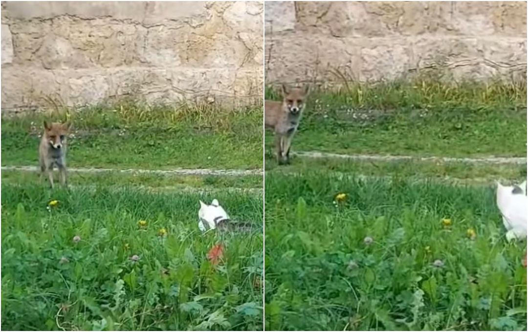 lisica i macka cazoin